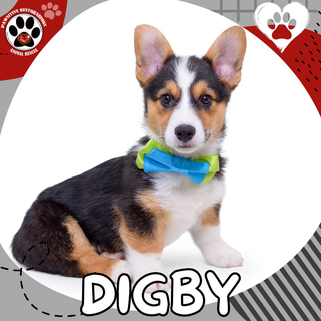 DIGBY, Adoptable, Puppy Male Pembroke Welsh Corgi.