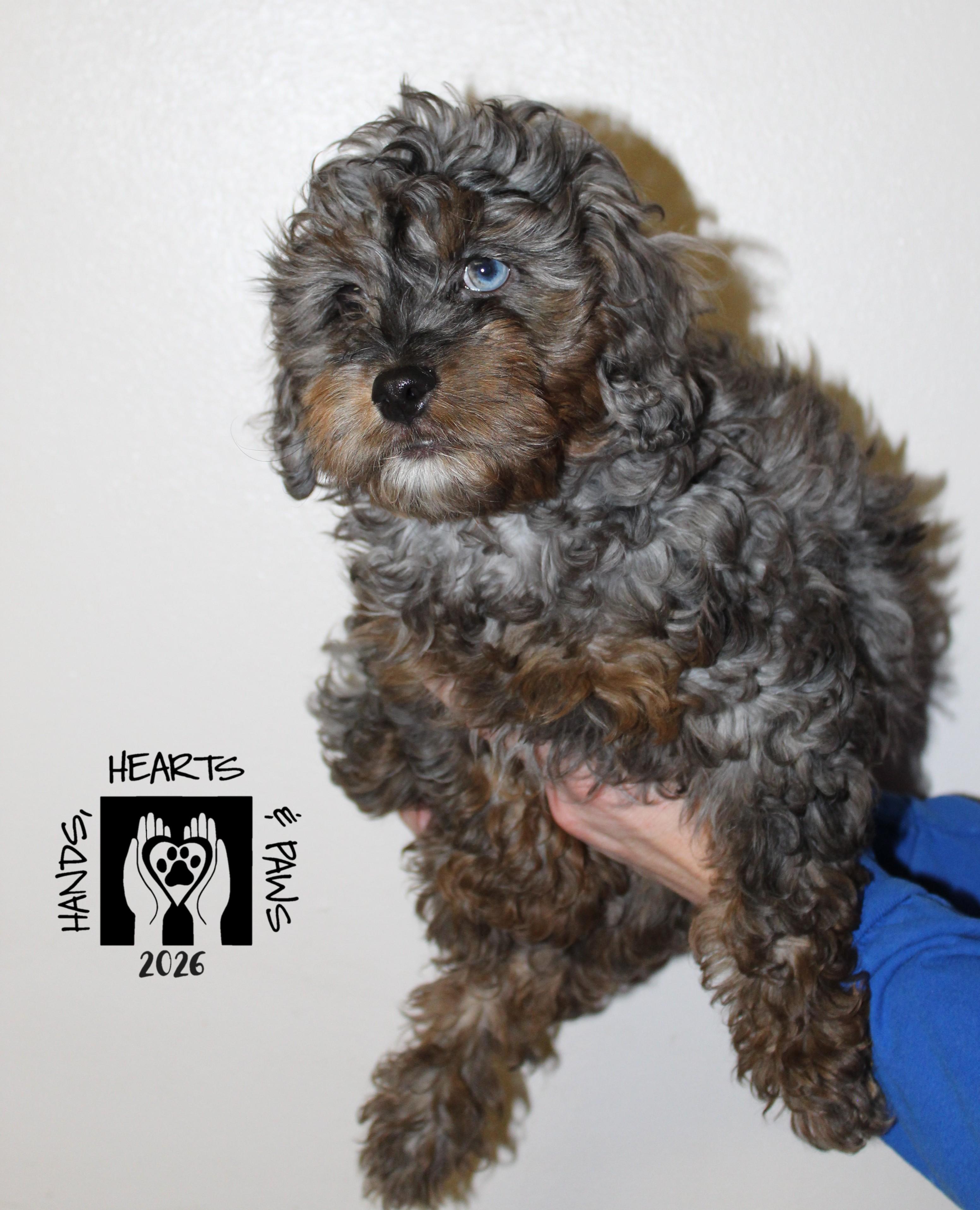Enlarge Wolfgang, an adopted mixed breed in Omaha, NE image 2/2