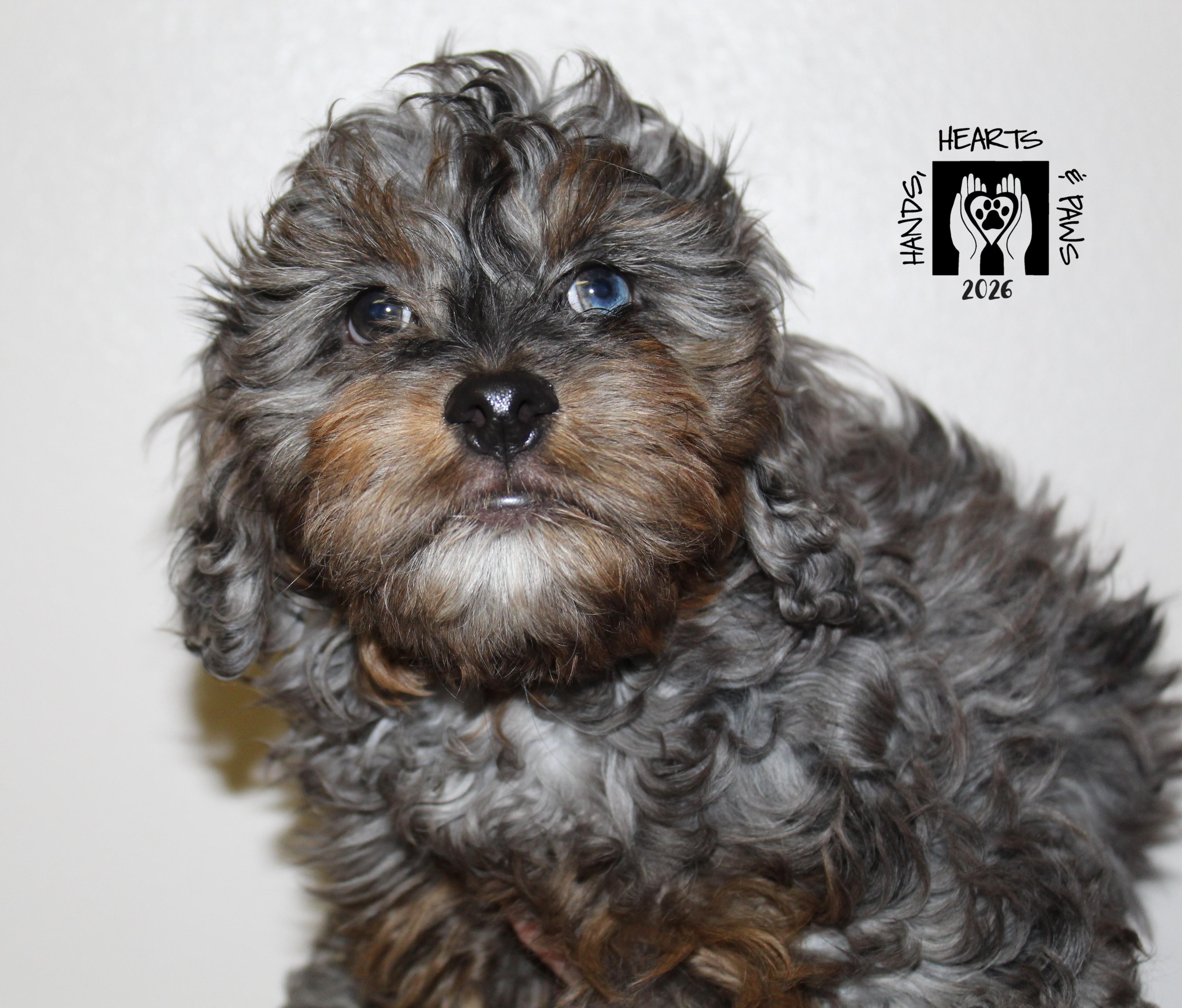 Enlarge Wolfgang, an adopted mixed breed in Omaha, NE image 1/2