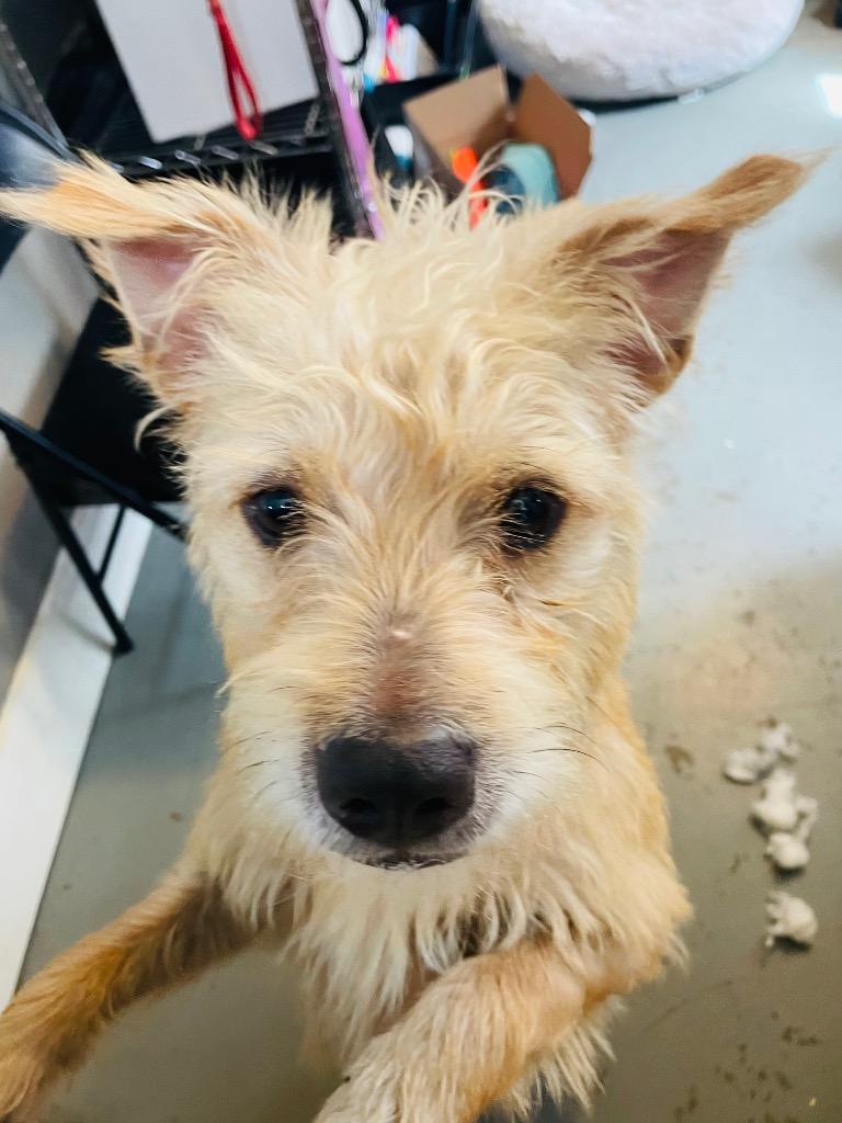 Machete, Adoptable, Adult Male Wirehaired Terrier.