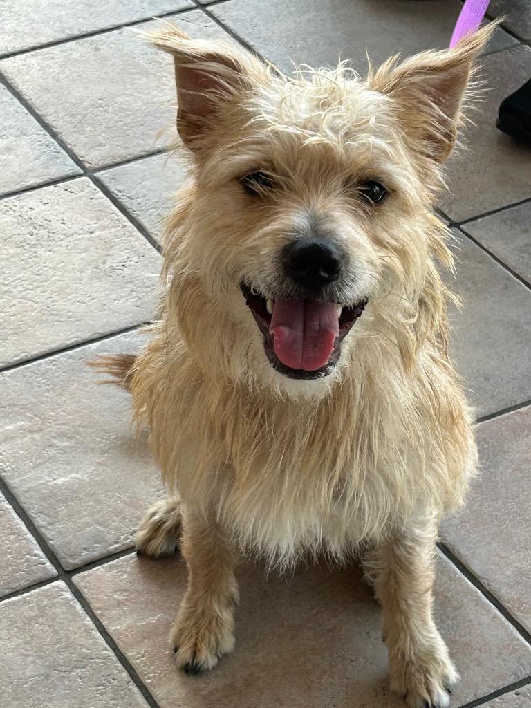 Enlarge Machete, a Adoptable Wirehaired Terrier in New Orleans, LA image 2/6