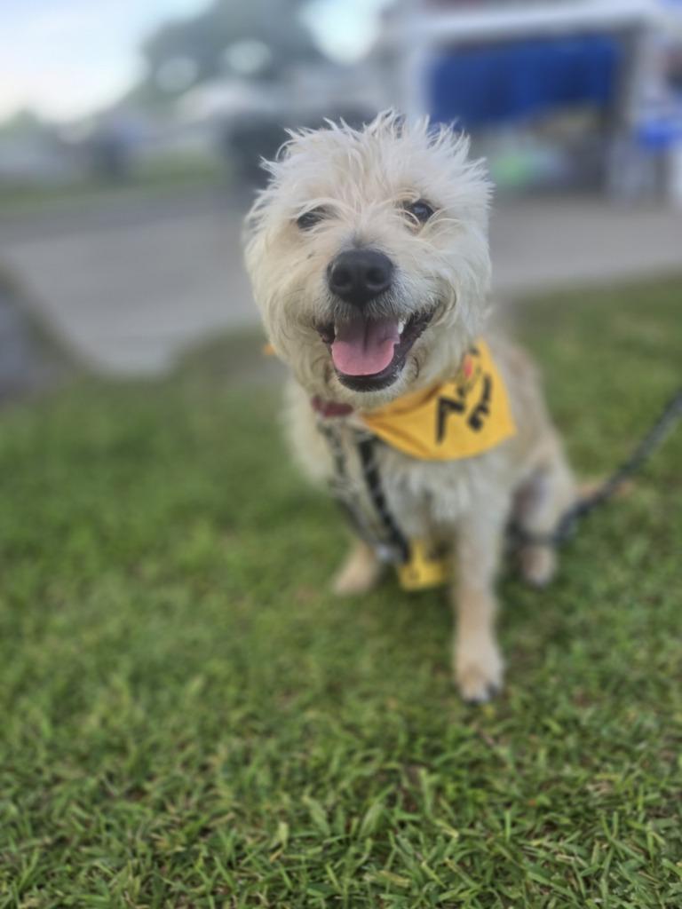 Enlarge Machete, a Adoptable Wirehaired Terrier in New Orleans, LA image 1/6