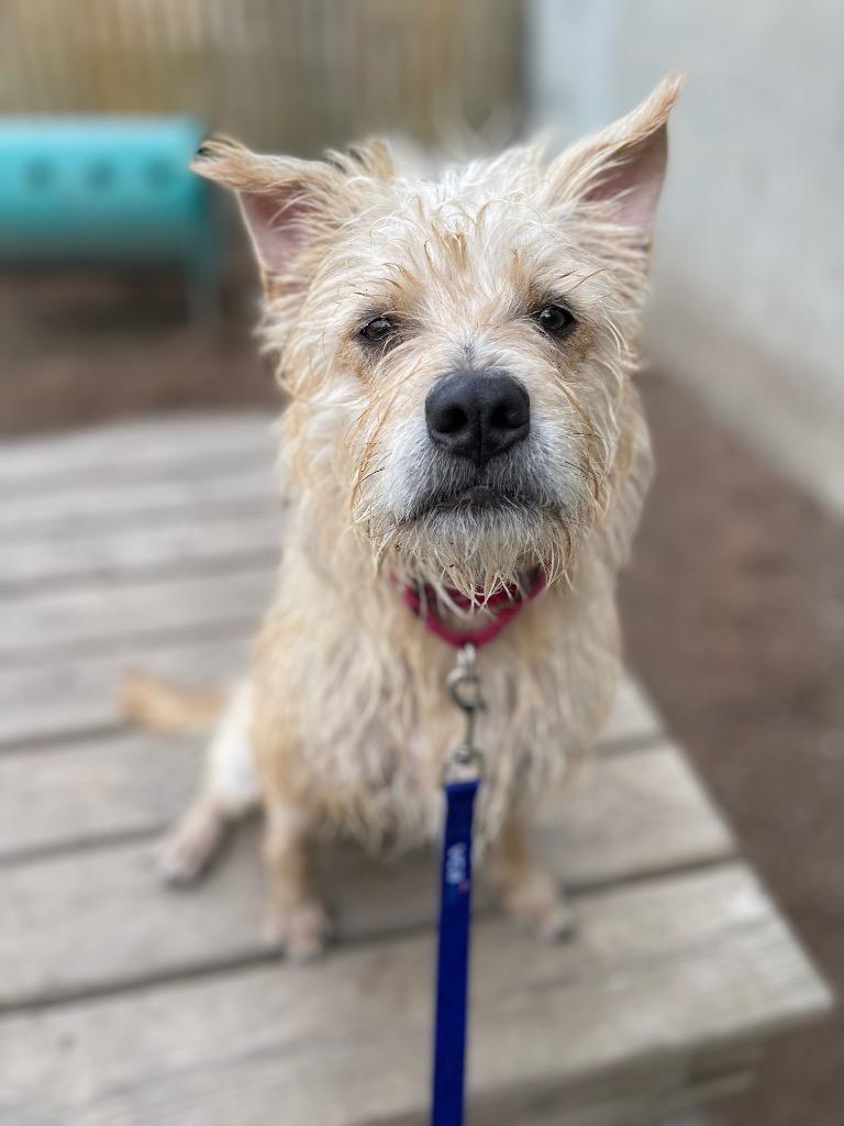 Enlarge Machete, a Adoptable Wirehaired Terrier in New Orleans, LA image 2/6