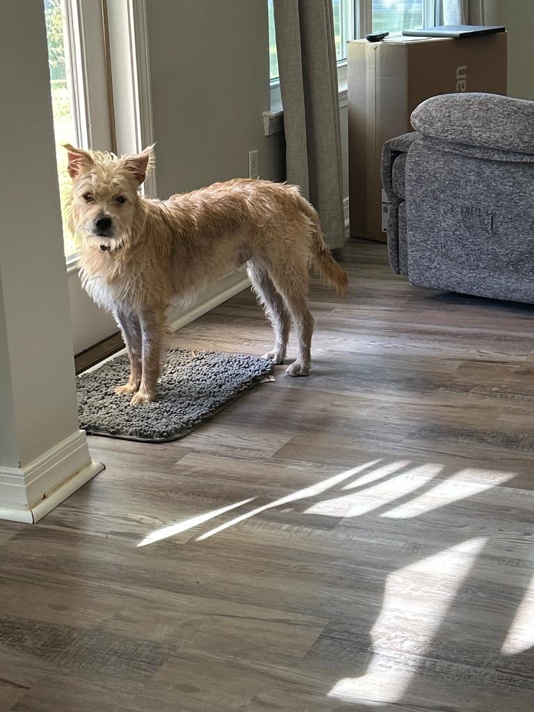 Enlarge Machete, a Adoptable Wirehaired Terrier in New Orleans, LA image 4/6