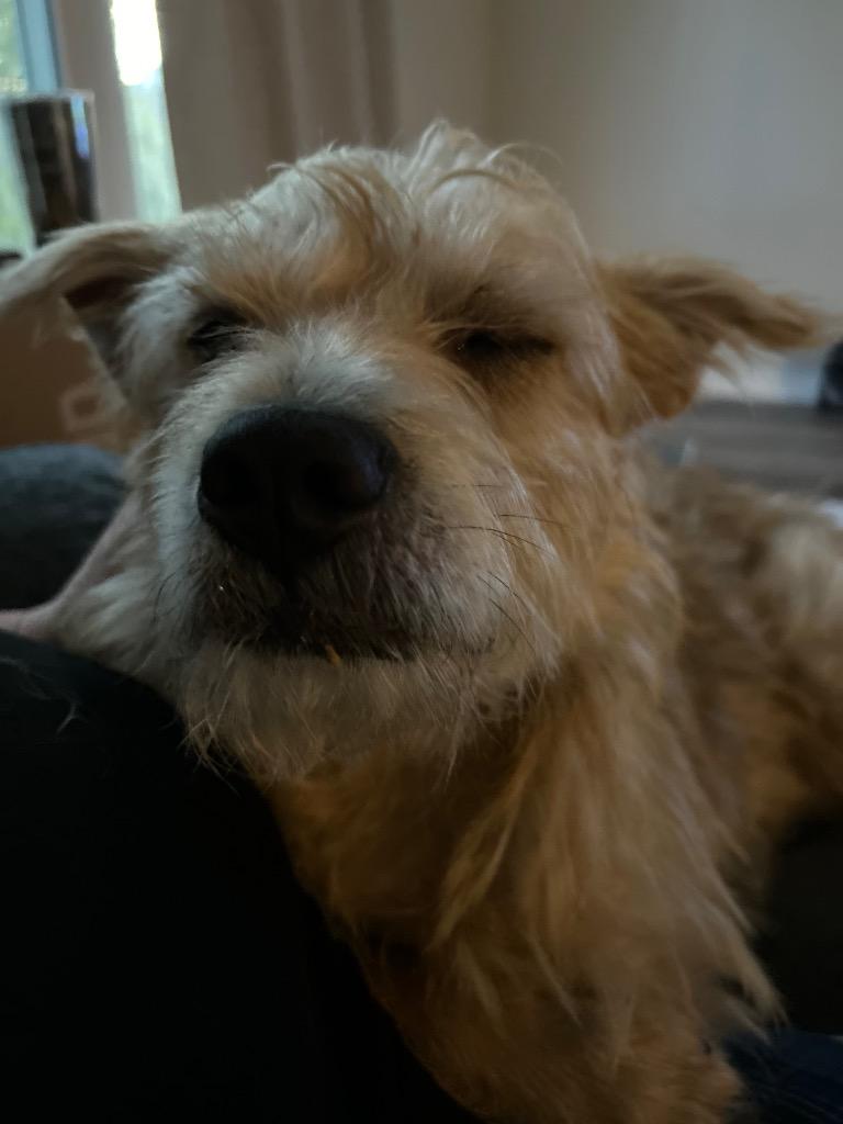 Enlarge Machete, a Adoptable Wirehaired Terrier in New Orleans, LA image 5/6
