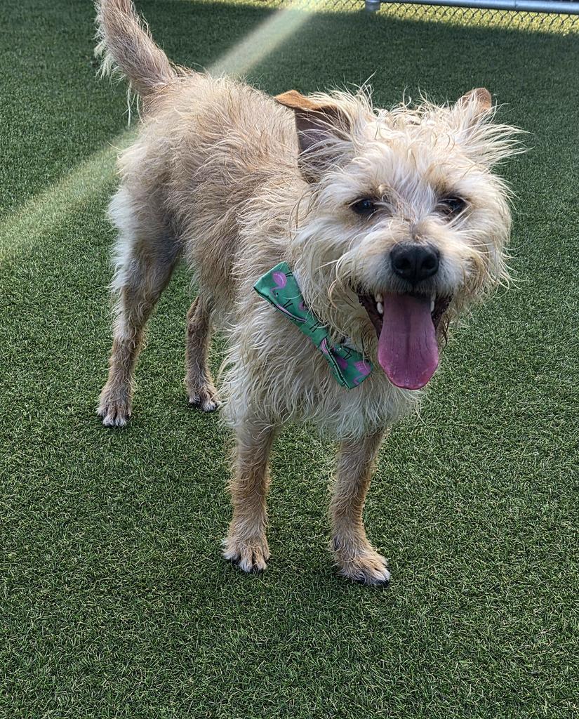 Enlarge Machete, a Adoptable Wirehaired Terrier in New Orleans, LA image 5/6