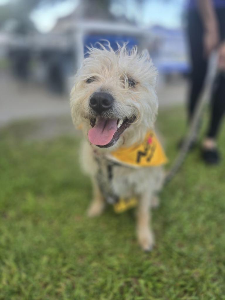 Enlarge Machete, a Adoptable Wirehaired Terrier in New Orleans, LA image 6/6