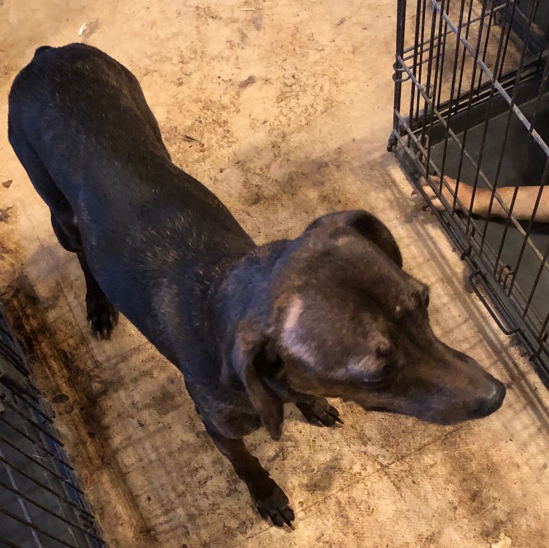 Willow, a Adoptable mixed breed in Claremore, OK image 1/2