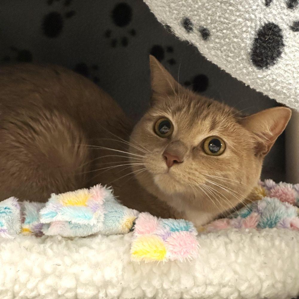 Fae, Adoptable, Adult Female Domestic Medium Hair.