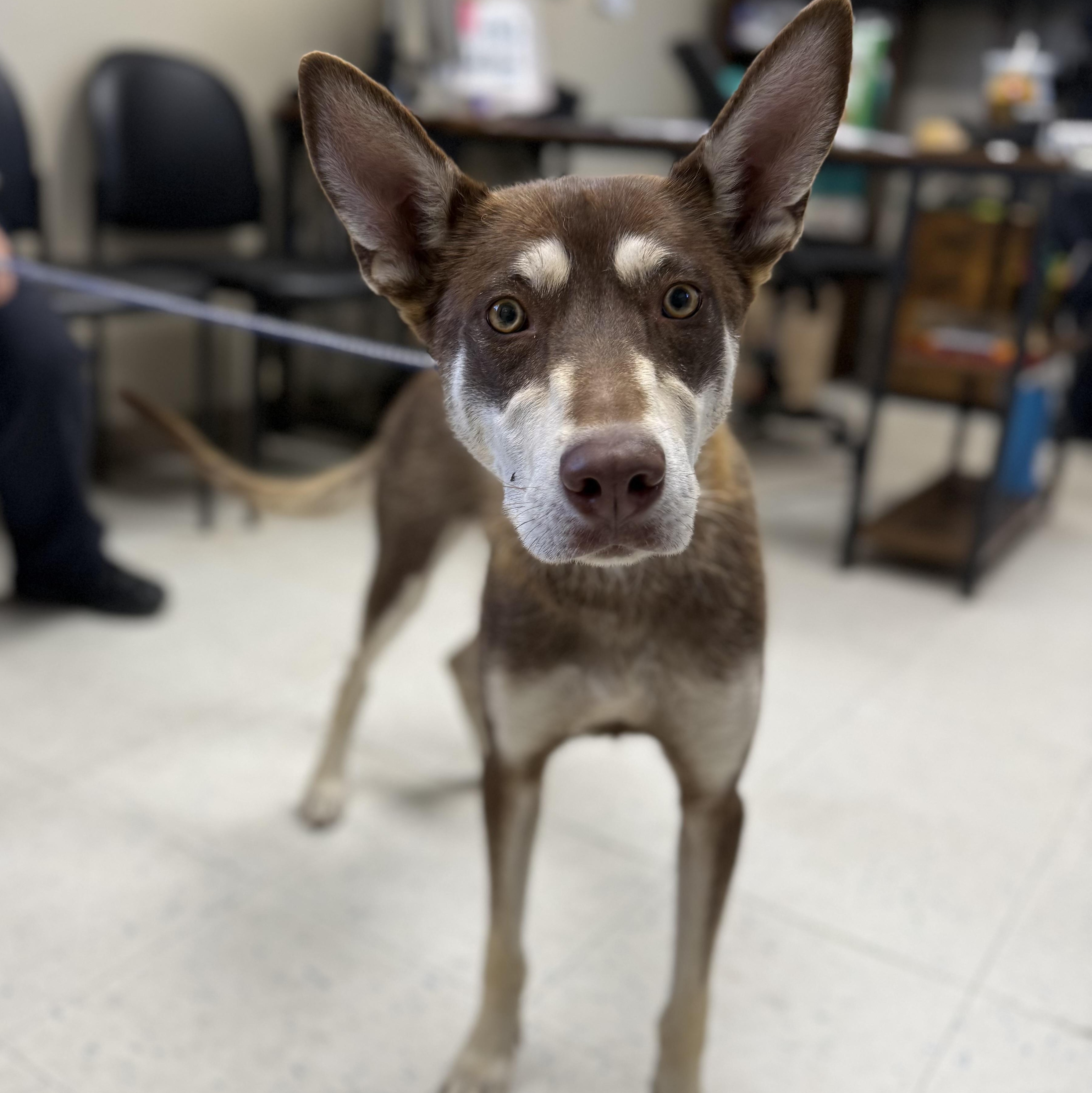 Nala, ADOPTABLE, Adult Female Siberian Husky.