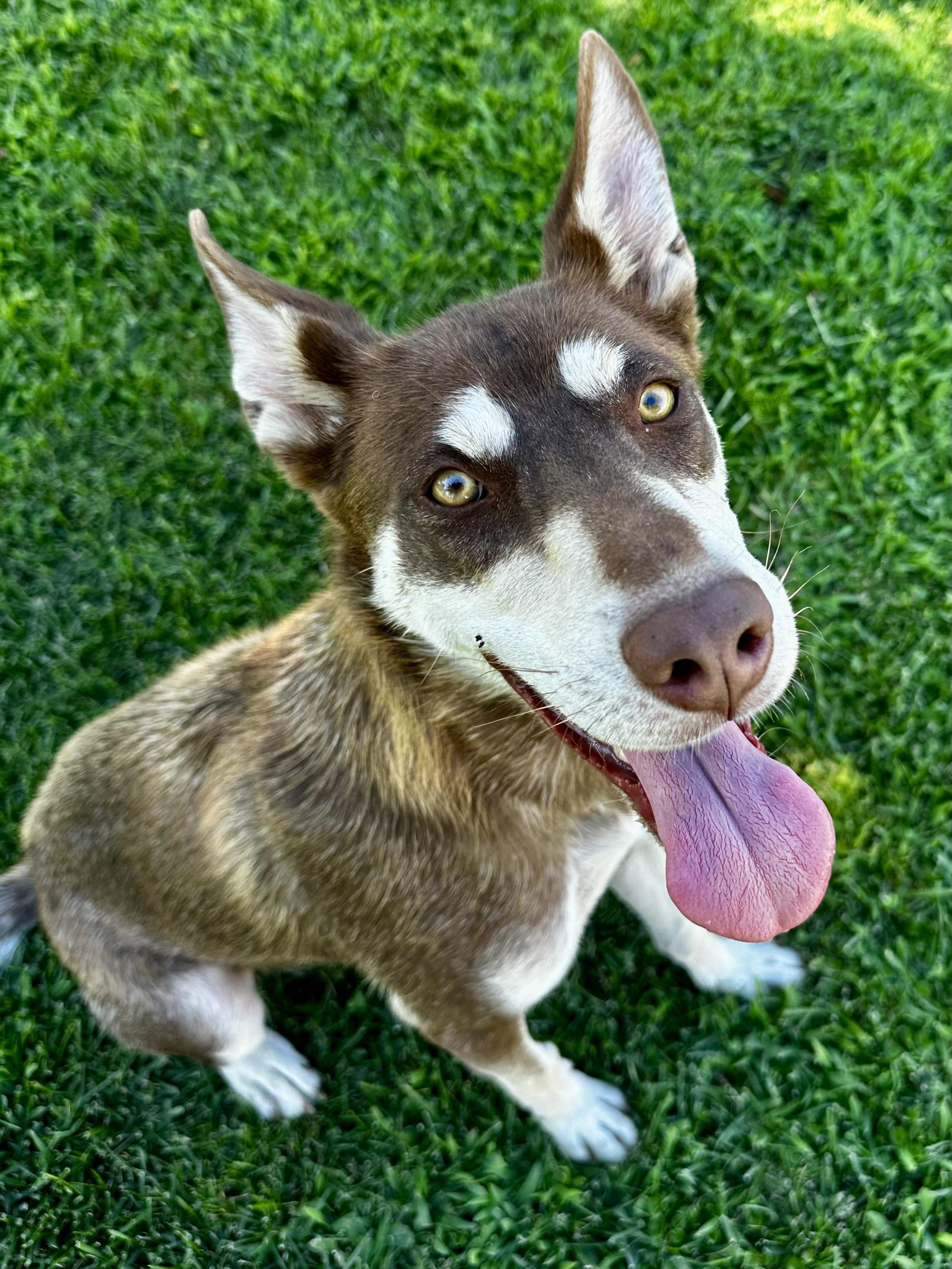 Nala, ADOPTABLE, Adult Female Siberian Husky.