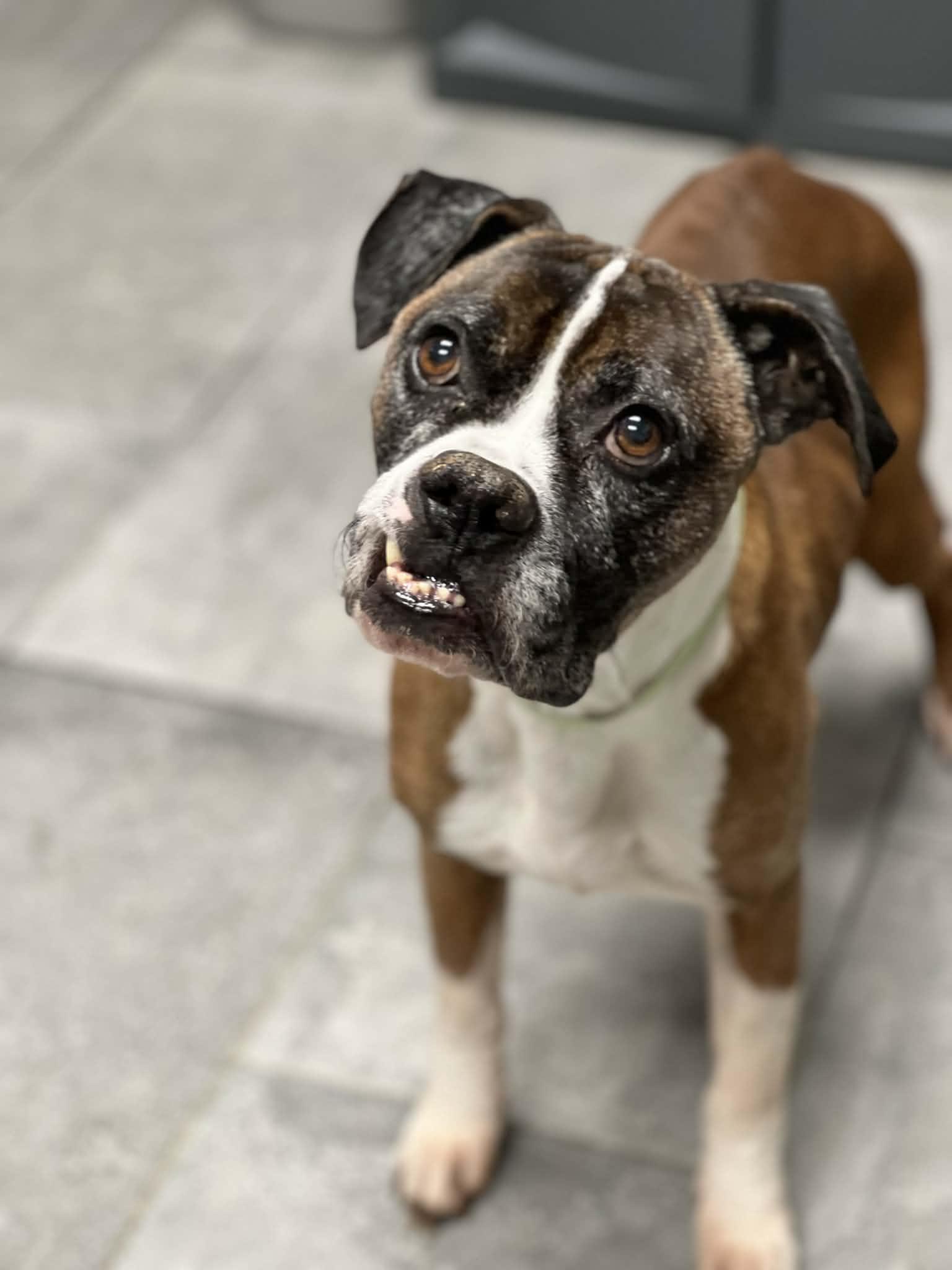 Chester, Adopted, Senior Male Mixed Breed.