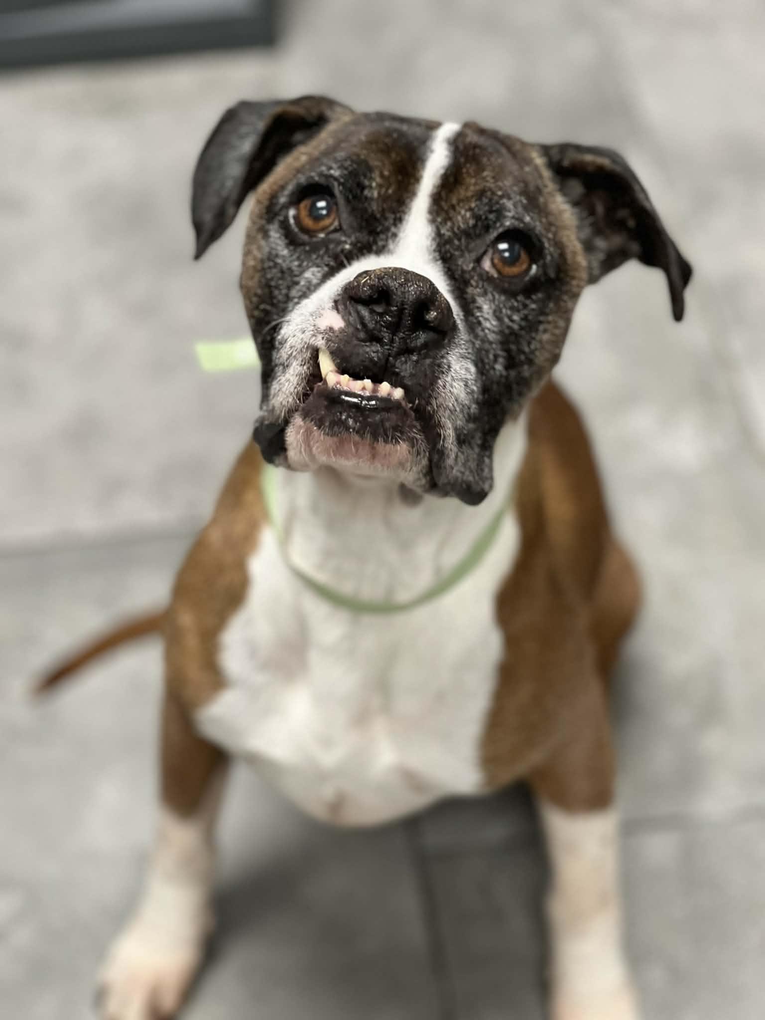 Enlarge Chester, a Adopted Mixed Breed in Monticello, NY image 2/2