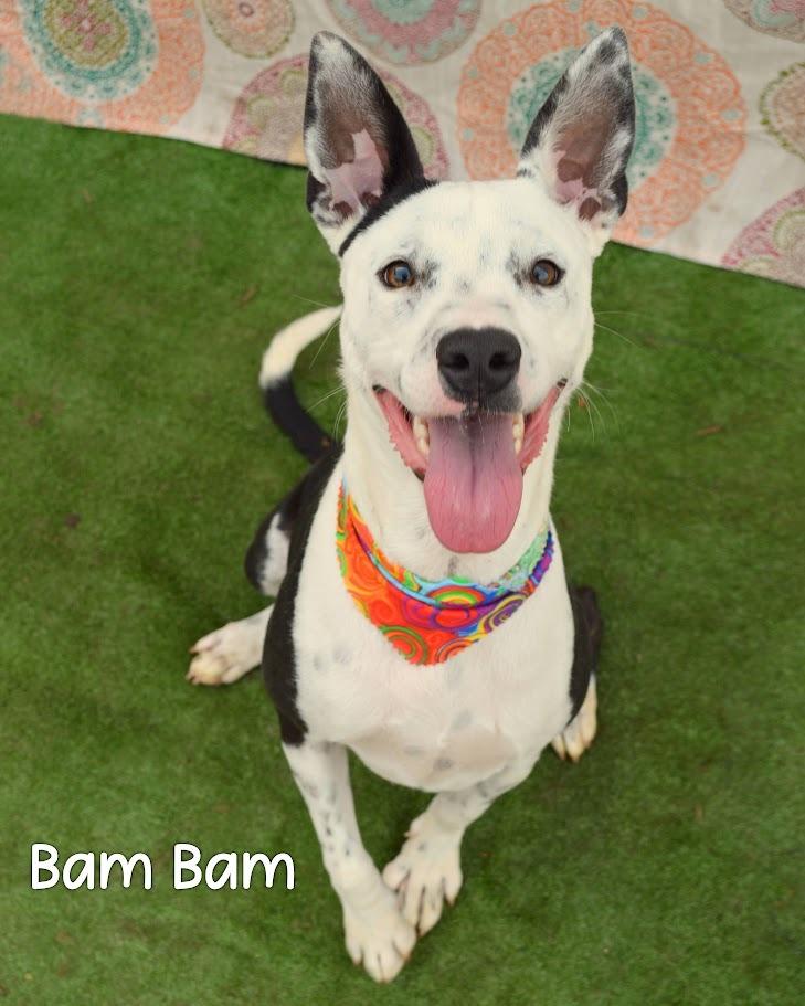 Bam Bam, Adoptable, Puppy Male Terrier.