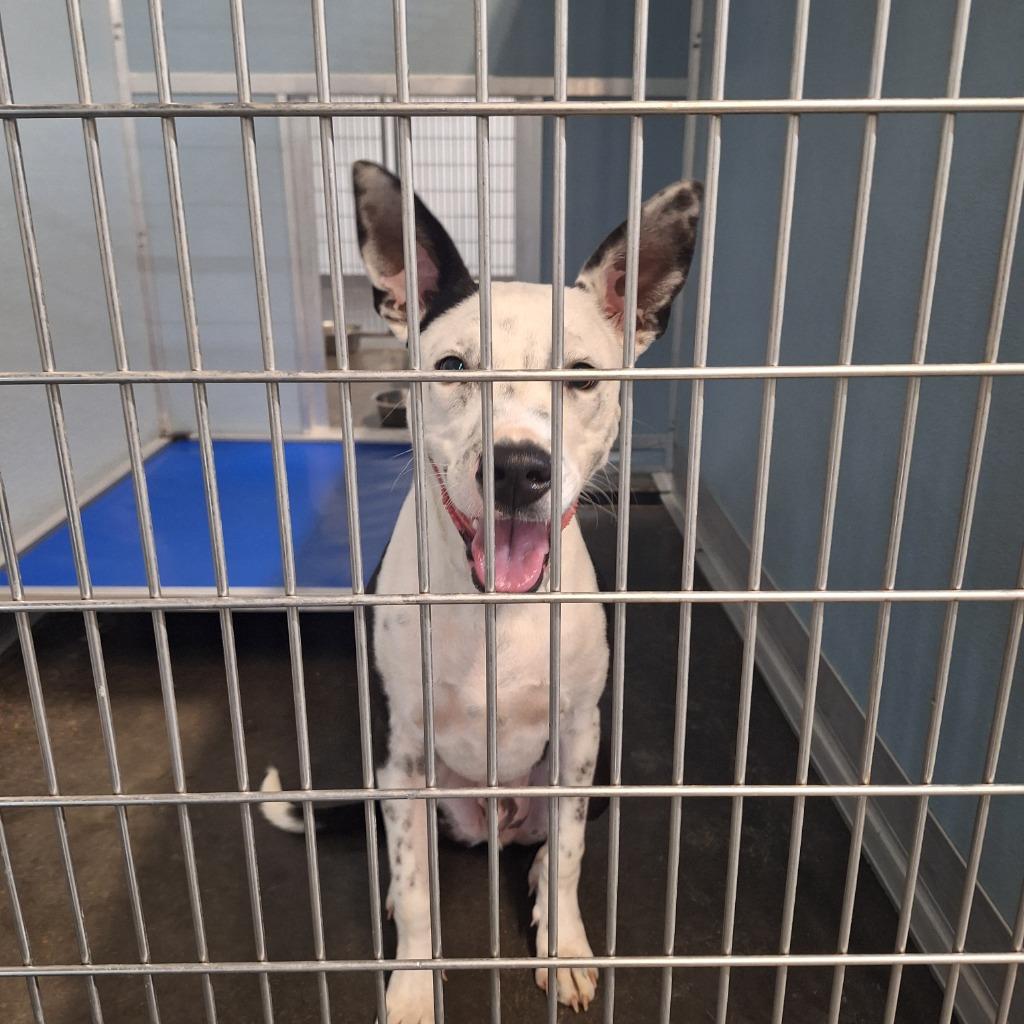 Enlarge Bam Bam, a Adoptable Terrier in Gautier, MS image 2/3