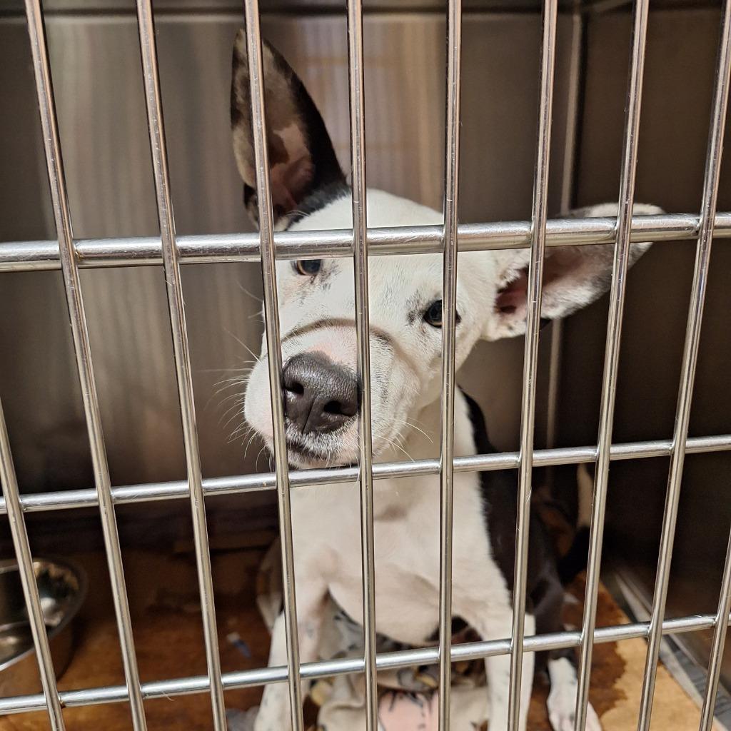 Enlarge Bam Bam, a Adoptable Terrier in Gautier, MS image 3/3