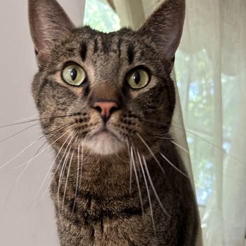 Enlarge P.B., a Adoptable Domestic Short Hair in Vacaville, CA image 1/1