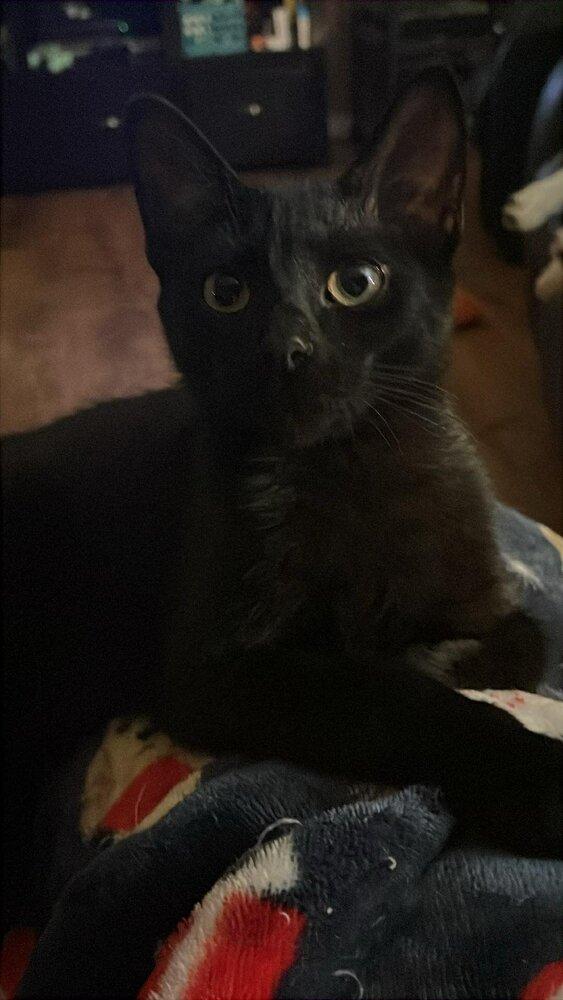 Salem, Adoptable, Young Male Domestic Short Hair.