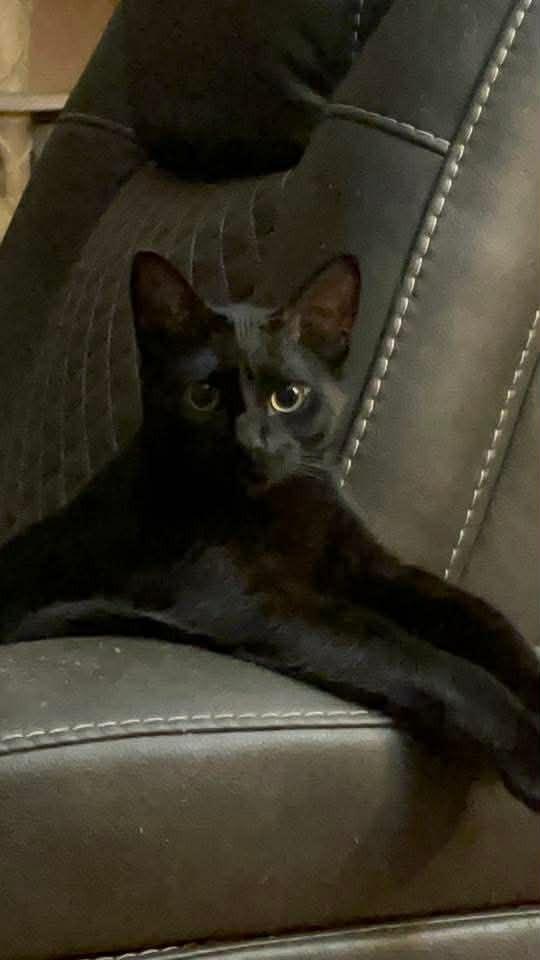 Enlarge Salem, a Adoptable Domestic Short Hair in Lone Oak, TX image 2/2