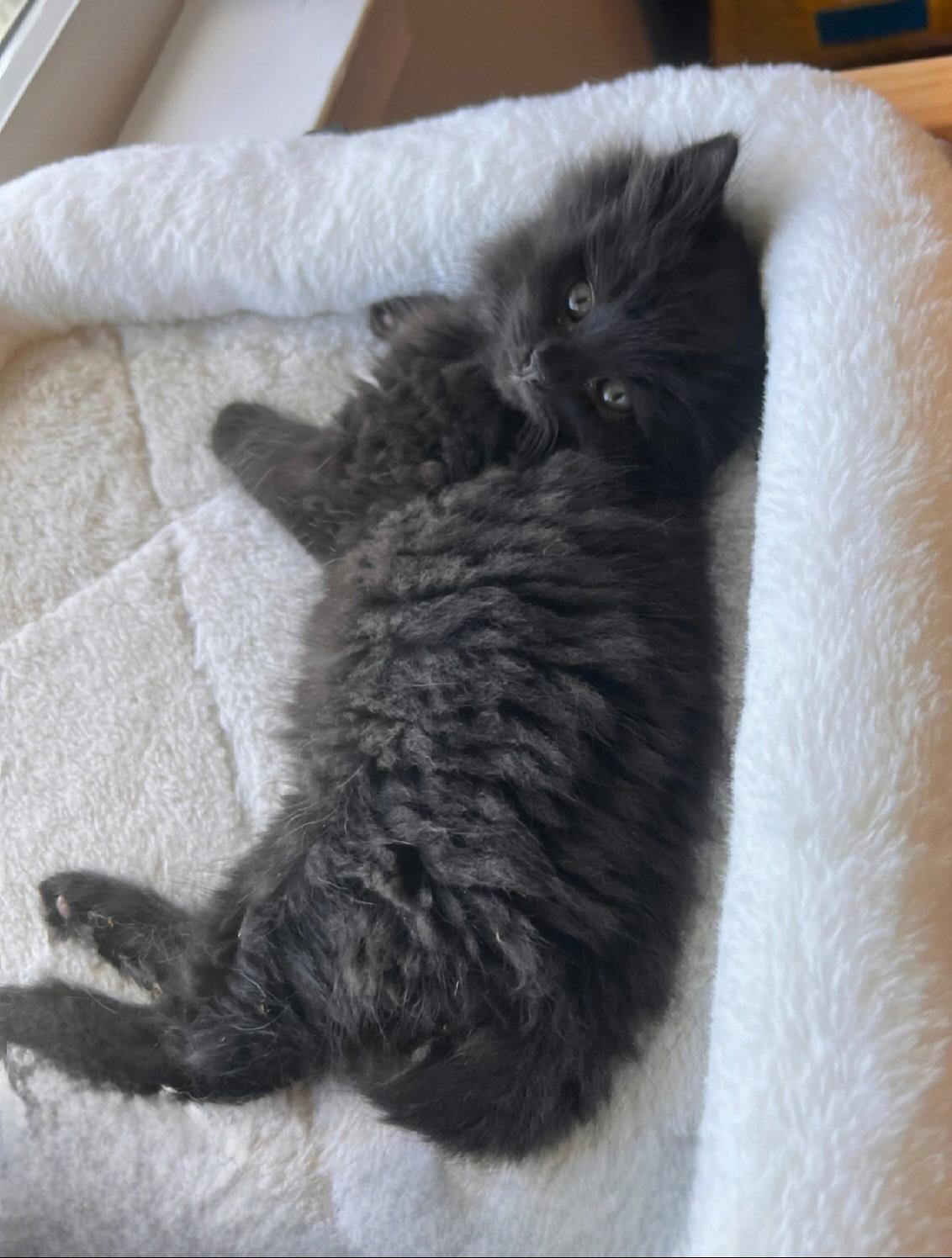 Campbell, Adopted, Kitten Male Domestic Long Hair.