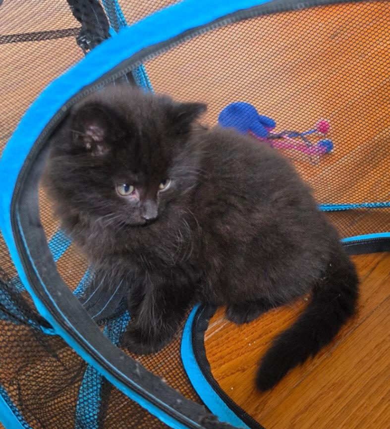 Campbell, a Adopted Domestic Long Hair in Whitehall, PA image 2/3