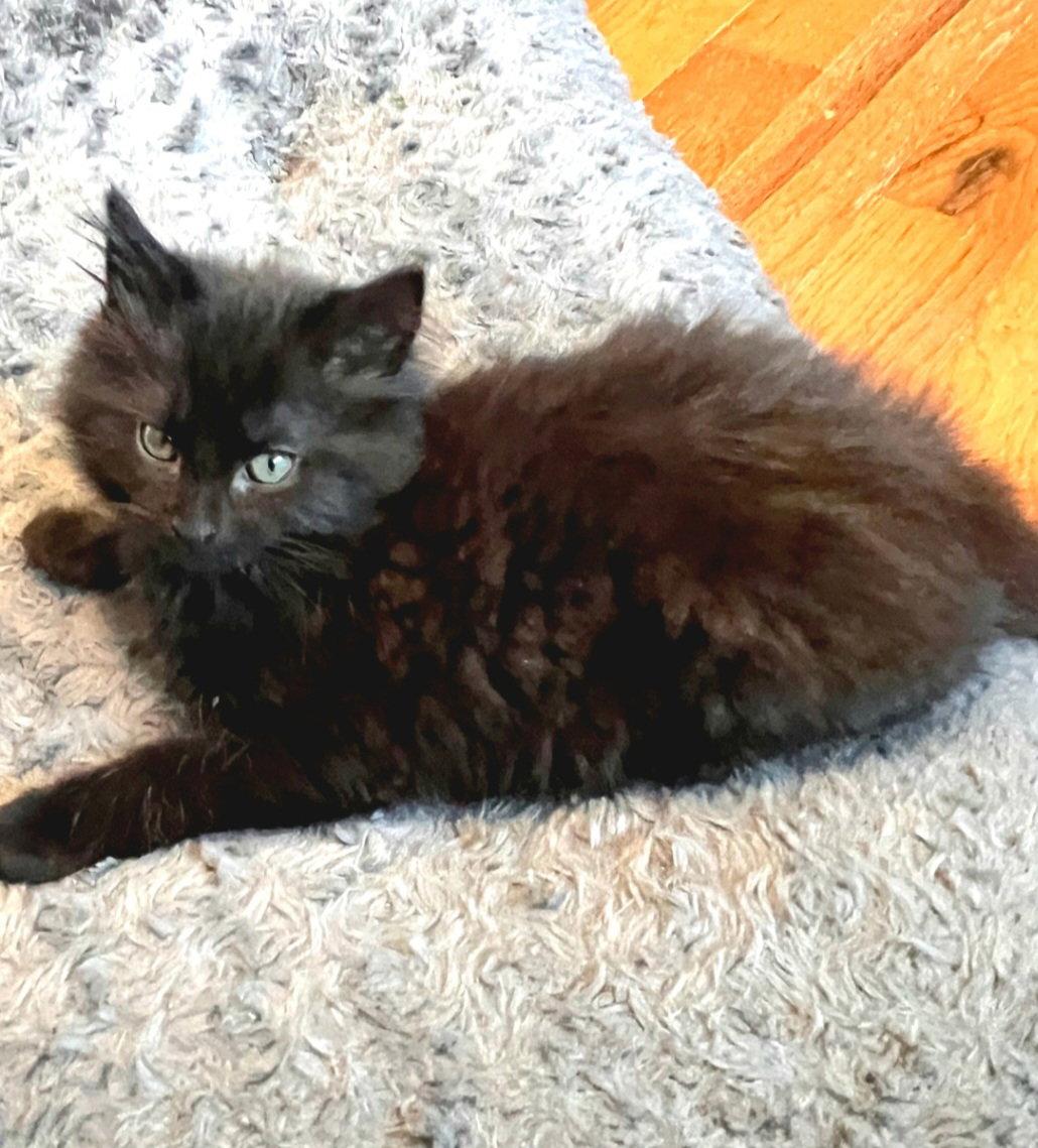 Campbell, a Adopted Domestic Long Hair in Whitehall, PA image 3/3