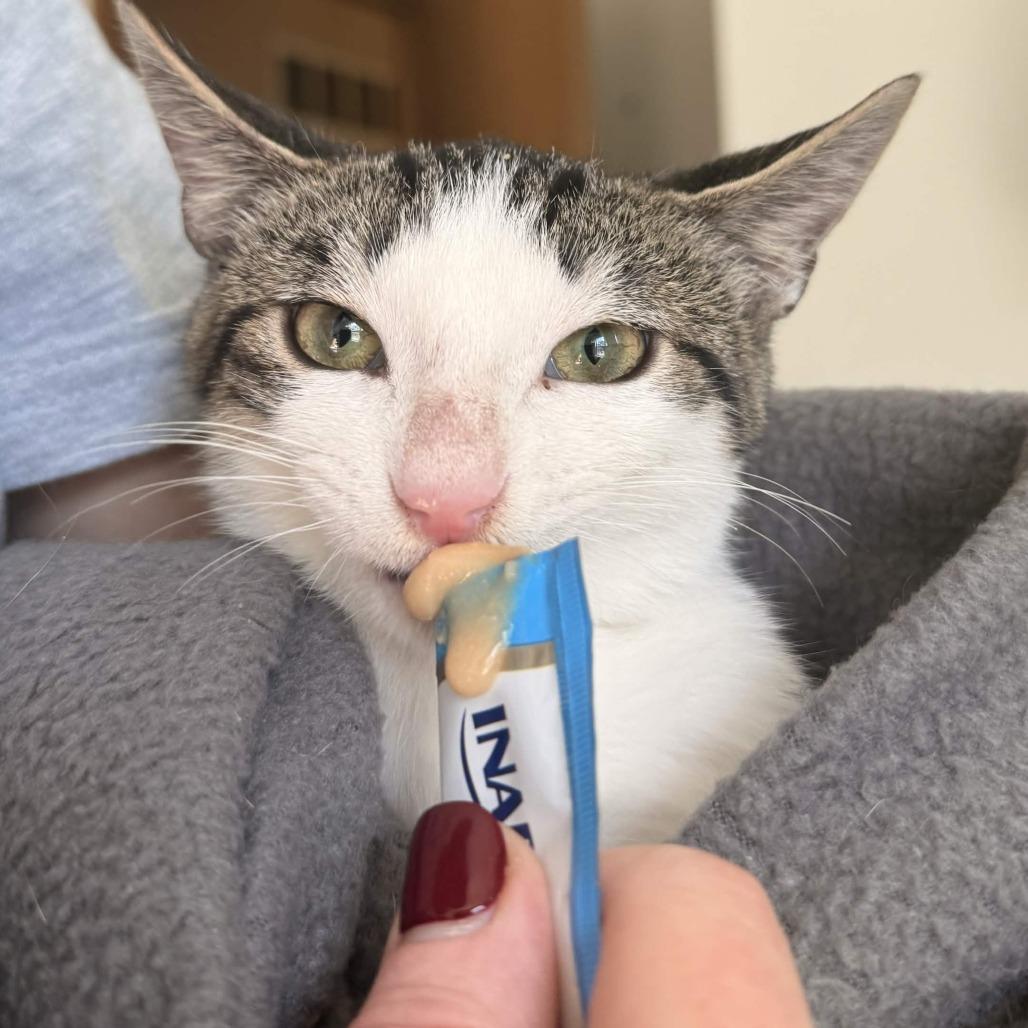Enlarge Chance, a Adoptable Domestic Short Hair in Delaware, OH image 1/3