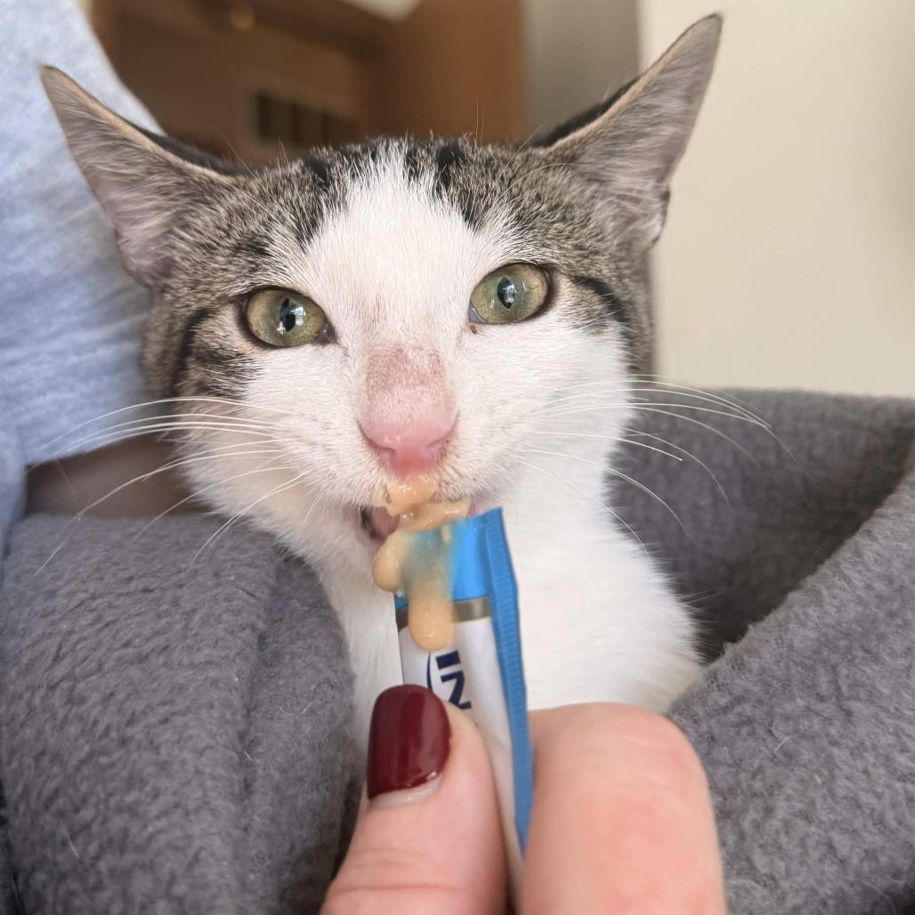 Enlarge Chance, a Adoptable Domestic Short Hair in Delaware, OH image 2/3