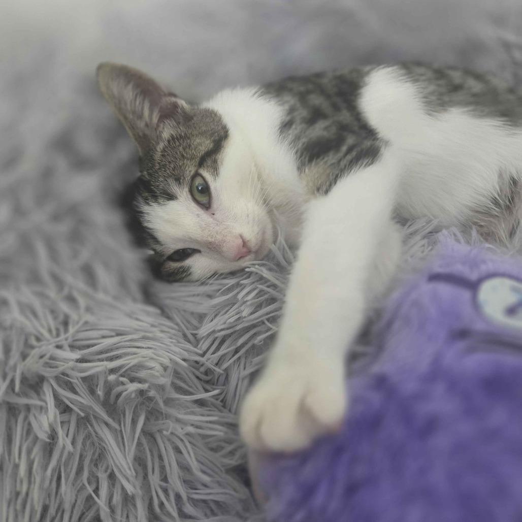 Enlarge Chance, a Adoptable Domestic Short Hair in Delaware, OH image 3/3