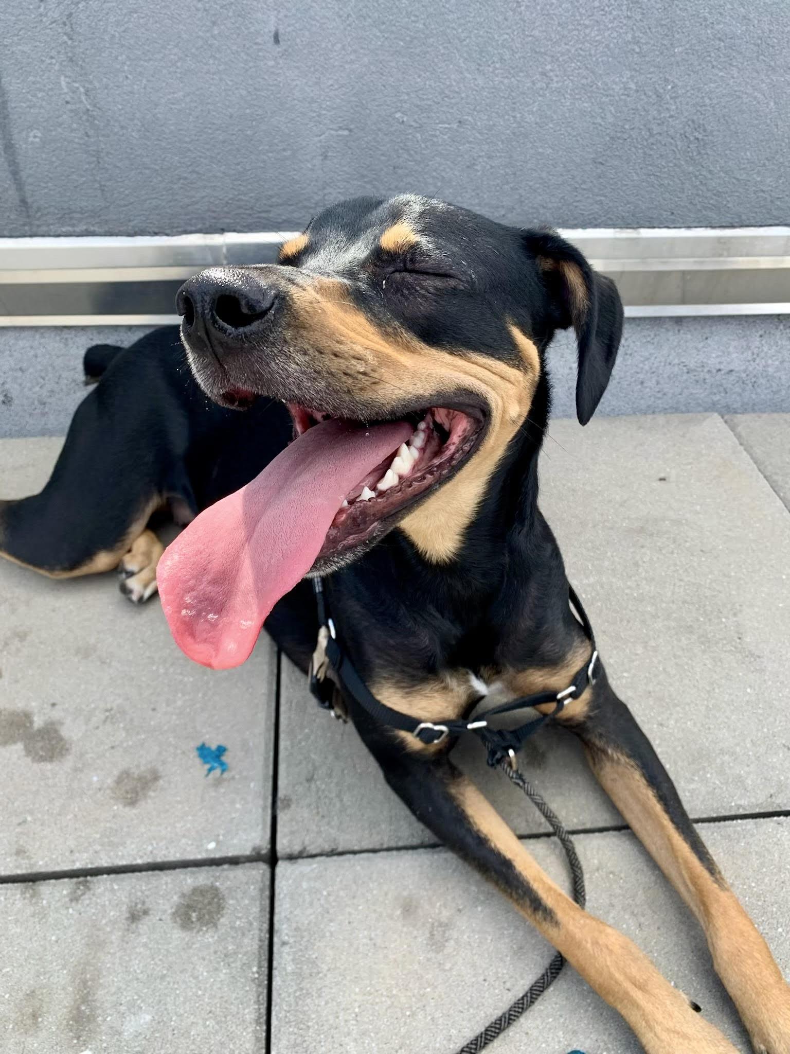 NOT at the shelter -- Courtesy Listing for Oscar, a ADOPTABLE mixed breed in New Rochelle, NY image 4/5