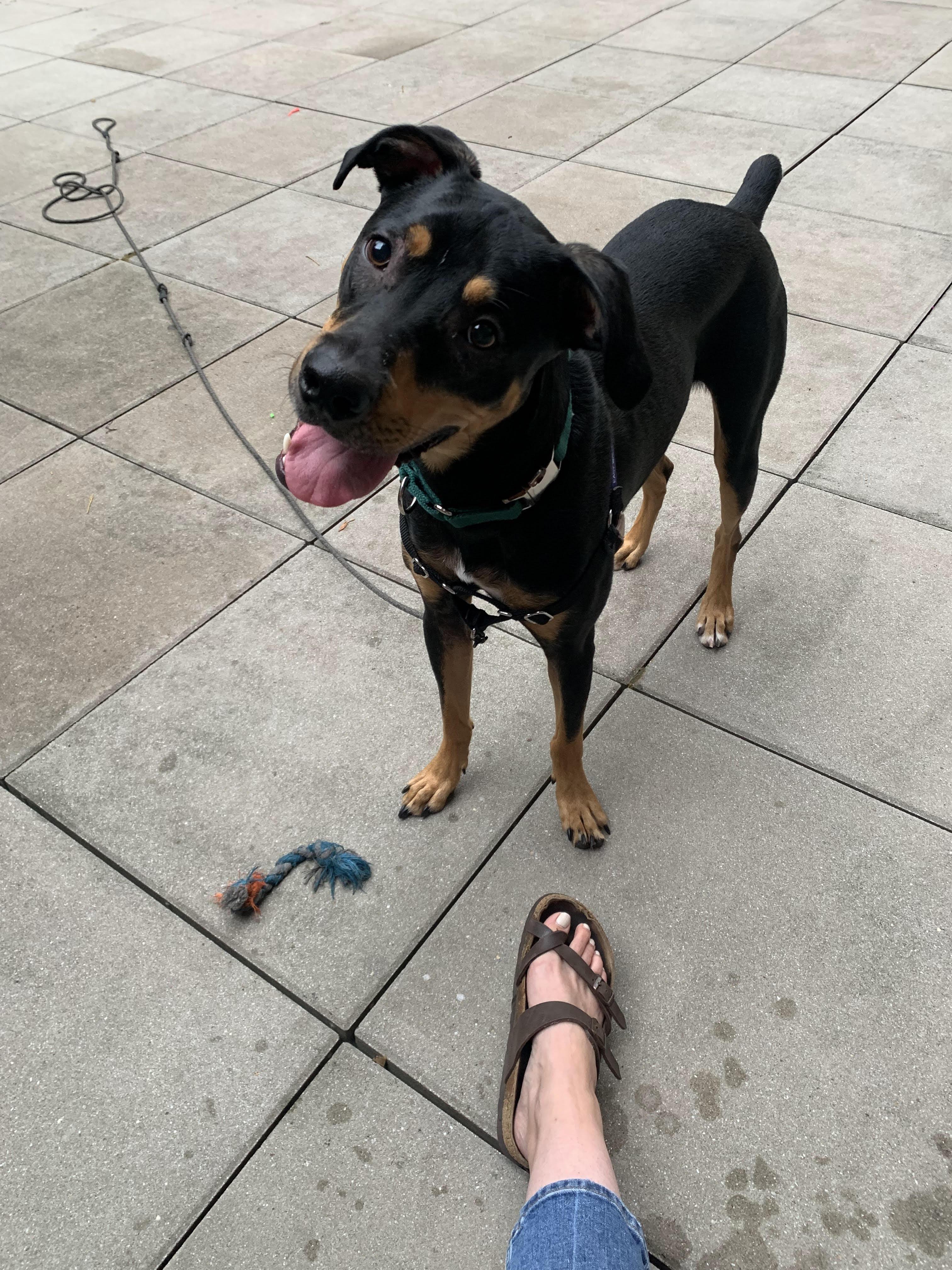 NOT at the shelter -- Courtesy Listing for Oscar, a ADOPTABLE mixed breed in New Rochelle, NY image 2/5