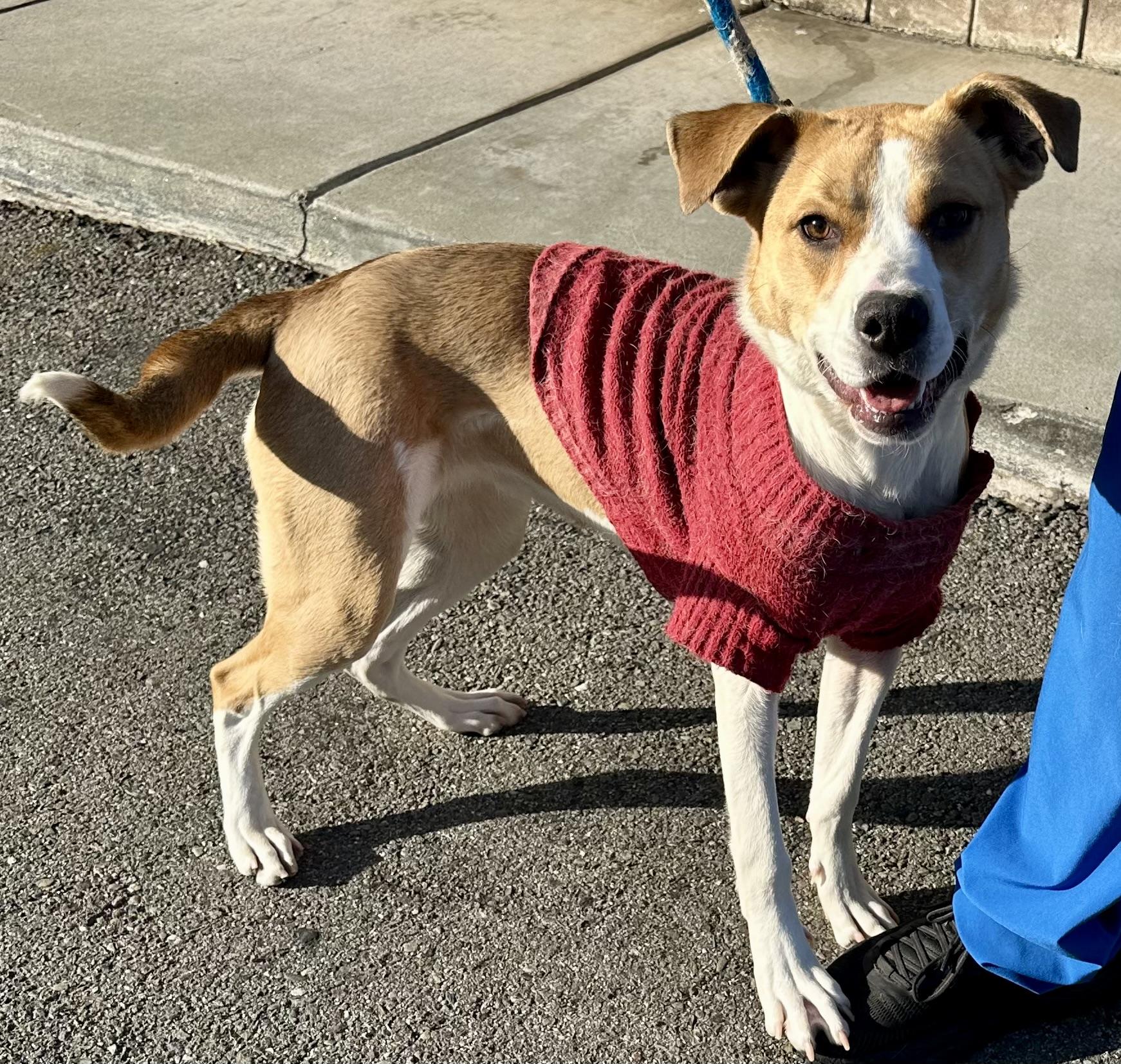 Enlarge  Bebe, a ADOPTABLE mixed breed in Fremont, CA image 1/4