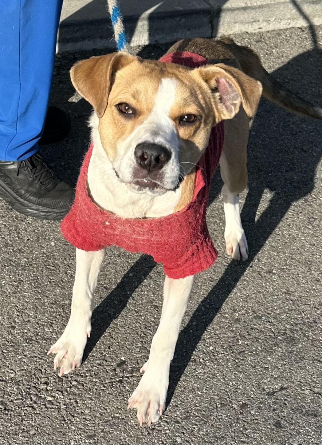 Enlarge  Bebe, a ADOPTABLE mixed breed in Fremont, CA image 3/4
