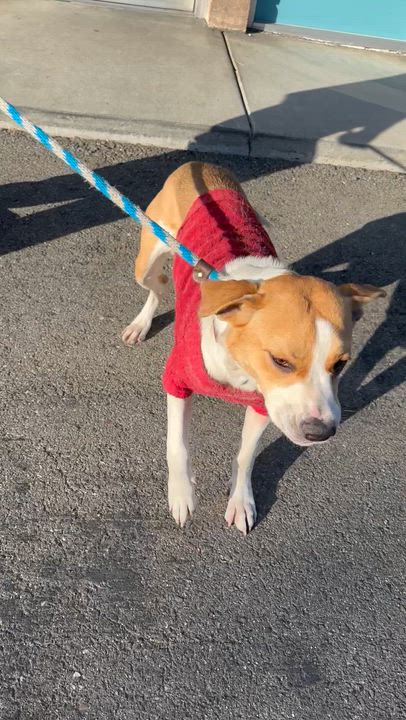 Enlarge  Bebe, a ADOPTABLE mixed breed in Fremont, CA video 4/4