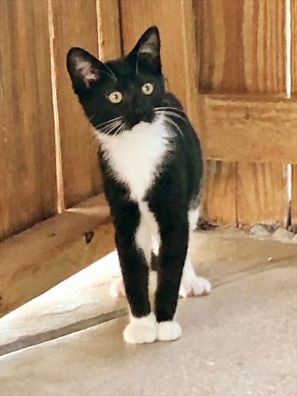 Spot, Young Female Domestic Short Hair