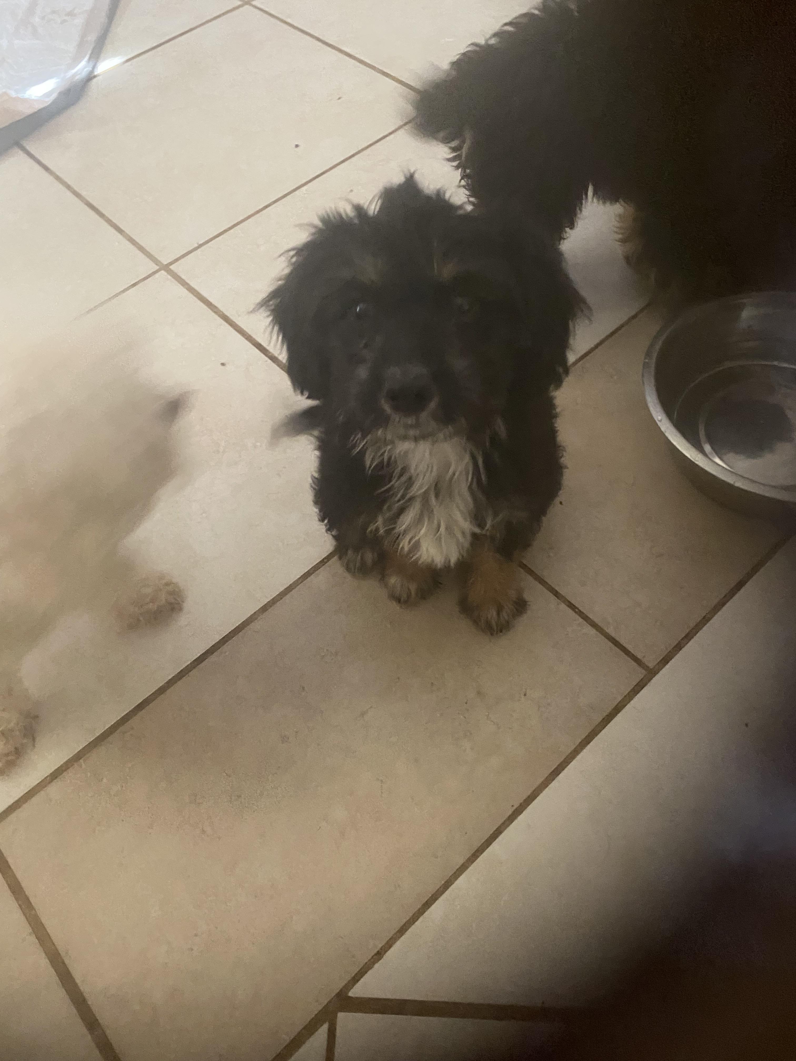 Abraham, Moses, David and John, a ADOPTABLE mixed breed in Moreno Valley, CA image 1/6