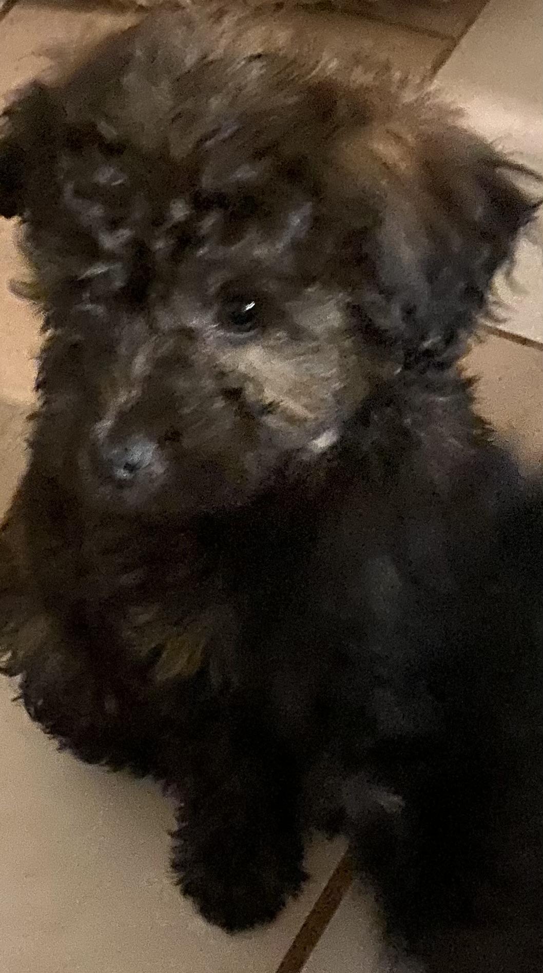 Abraham, Moses, David and John, a ADOPTABLE mixed breed in Moreno Valley, CA image 2/6