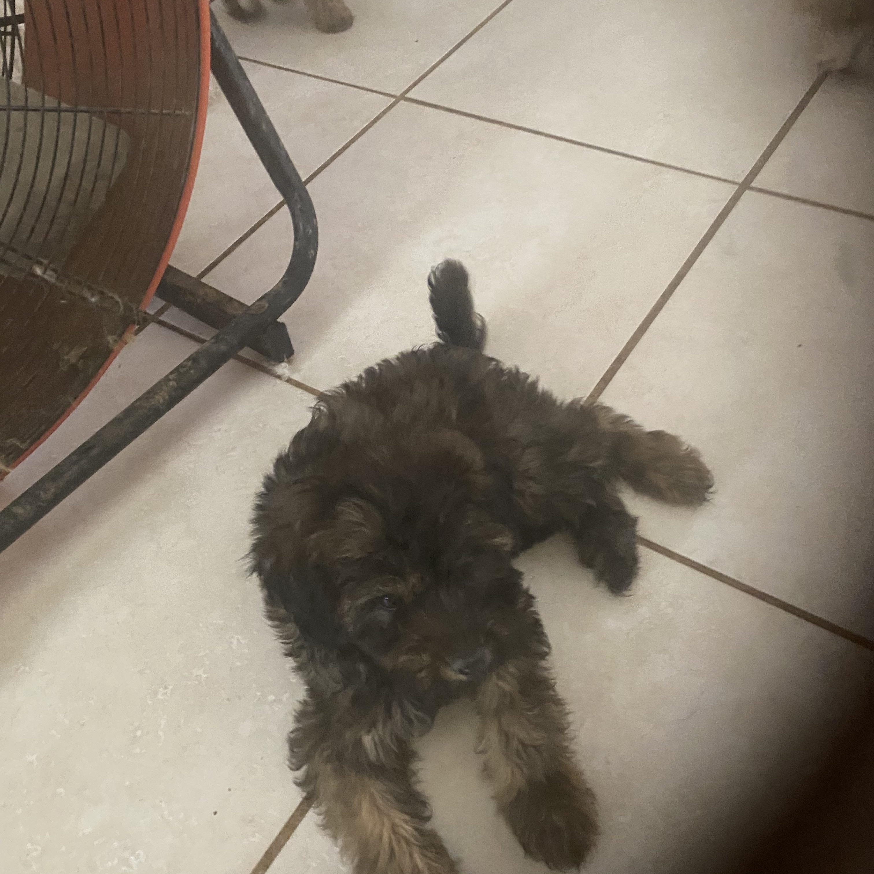 Abraham, Moses, David and John, ADOPTABLE, Puppy Male Aussiedoodle & Maltese.