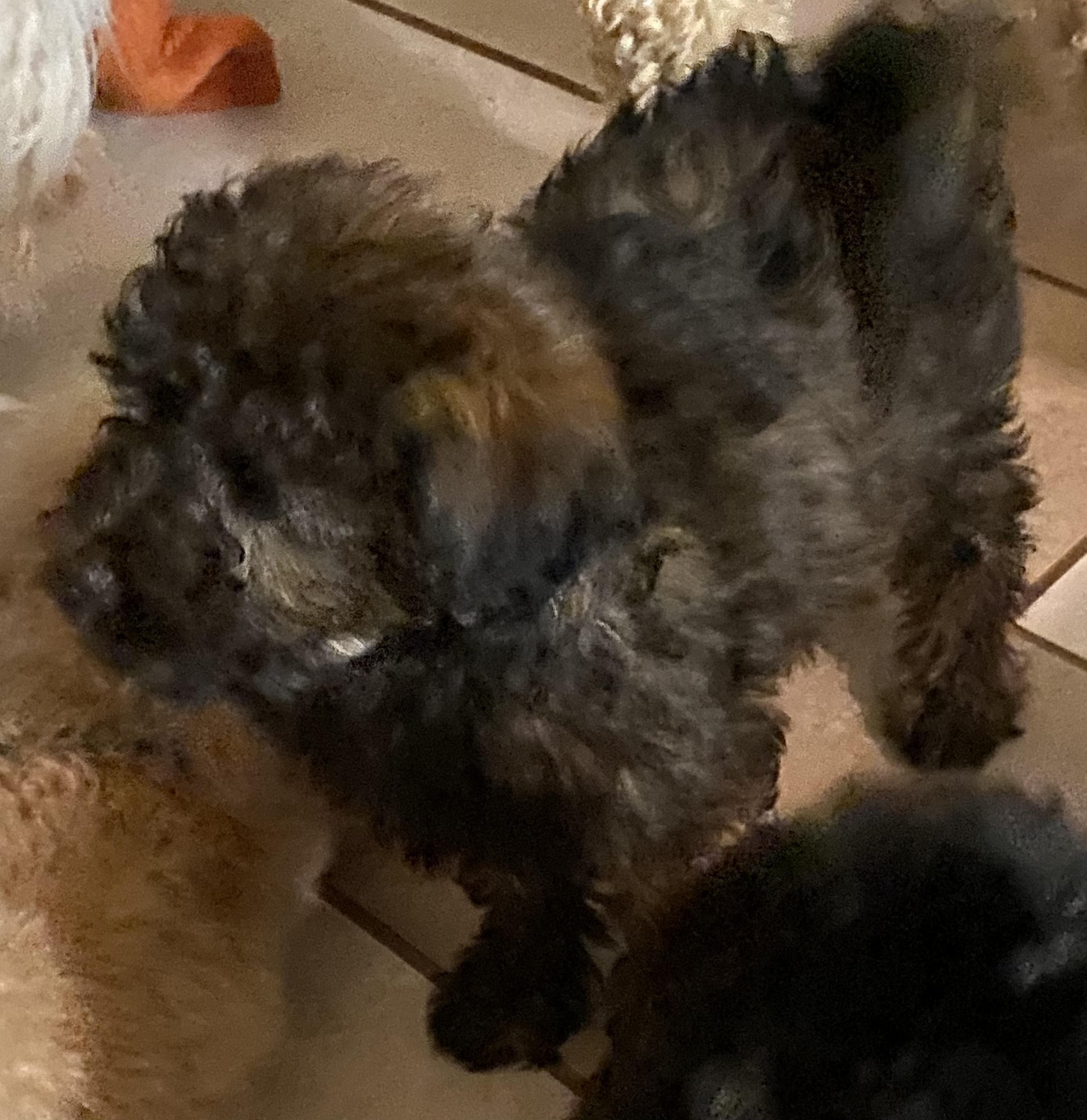 Abraham, Moses, David and John, a ADOPTABLE mixed breed in Moreno Valley, CA image 3/6