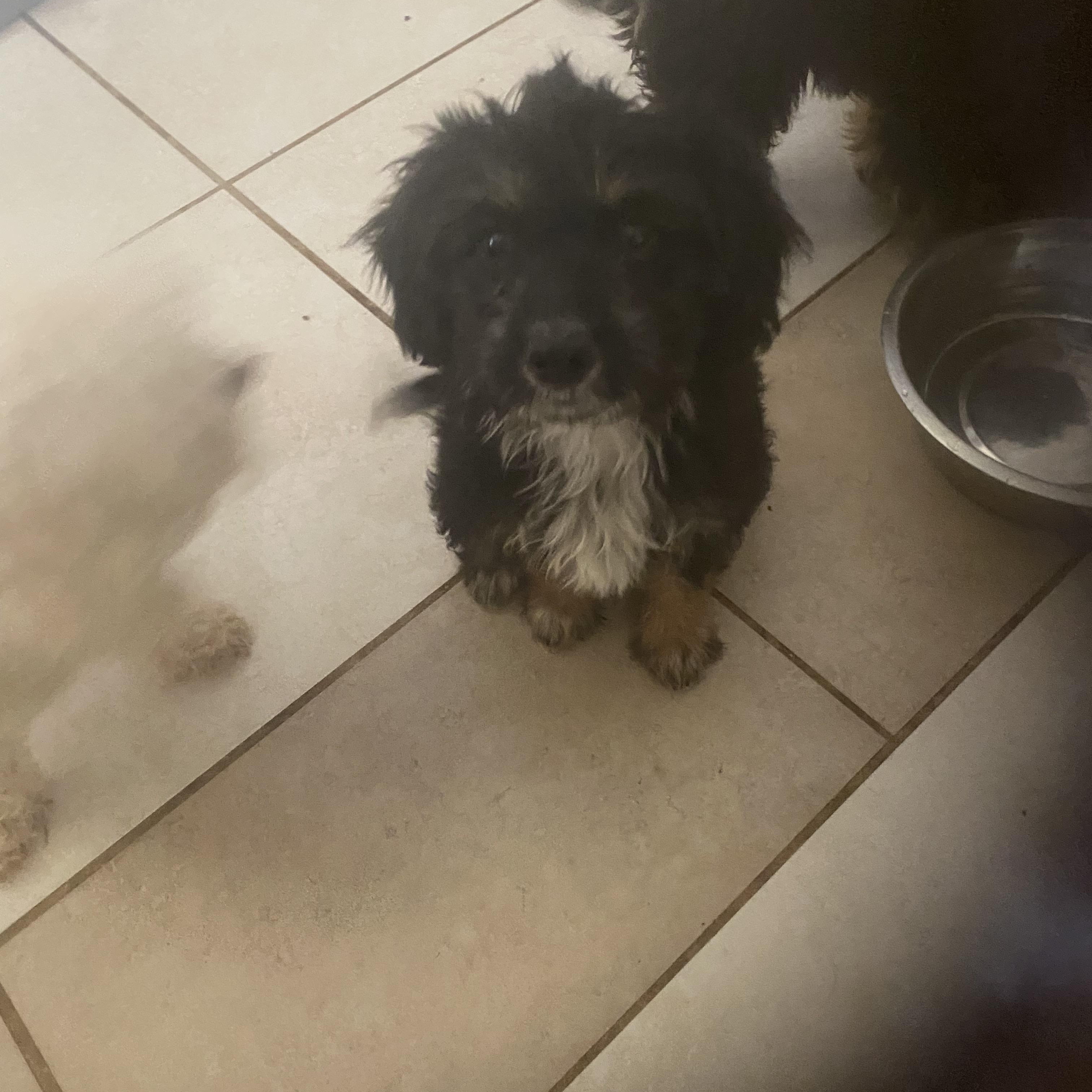 Abraham, Moses, David and John, a ADOPTABLE mixed breed in Moreno Valley, CA image 6/6