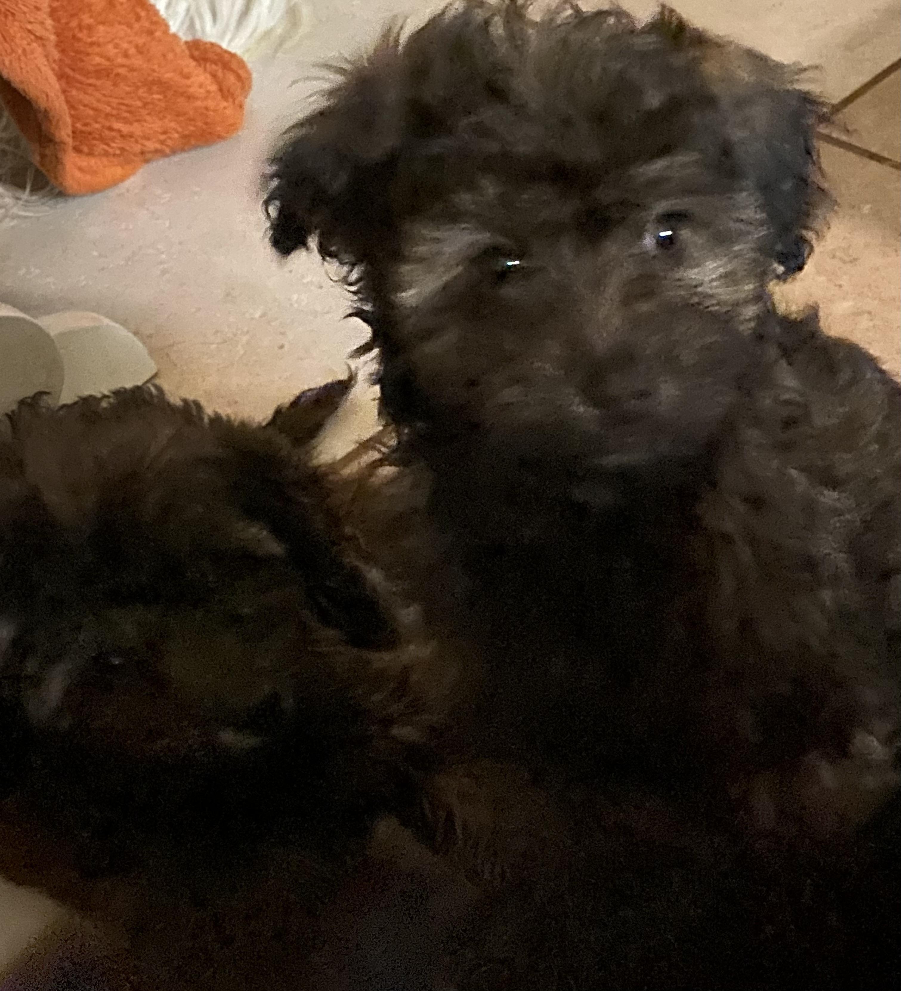 Abraham, Moses, David and John, a ADOPTABLE mixed breed in Moreno Valley, CA image 4/6