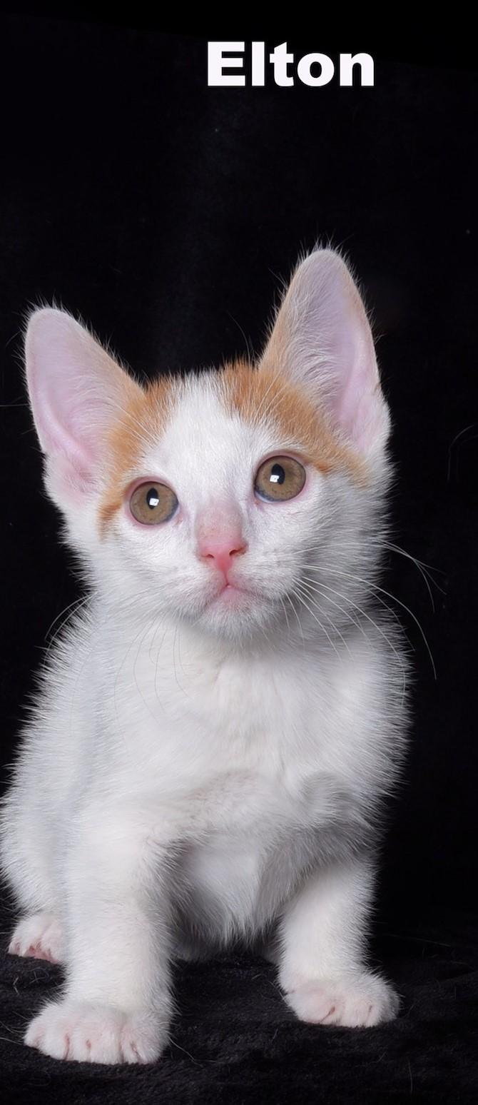 Enlarge Elton, a Adopted Domestic Short Hair in Van Nuys, CA image 1/1