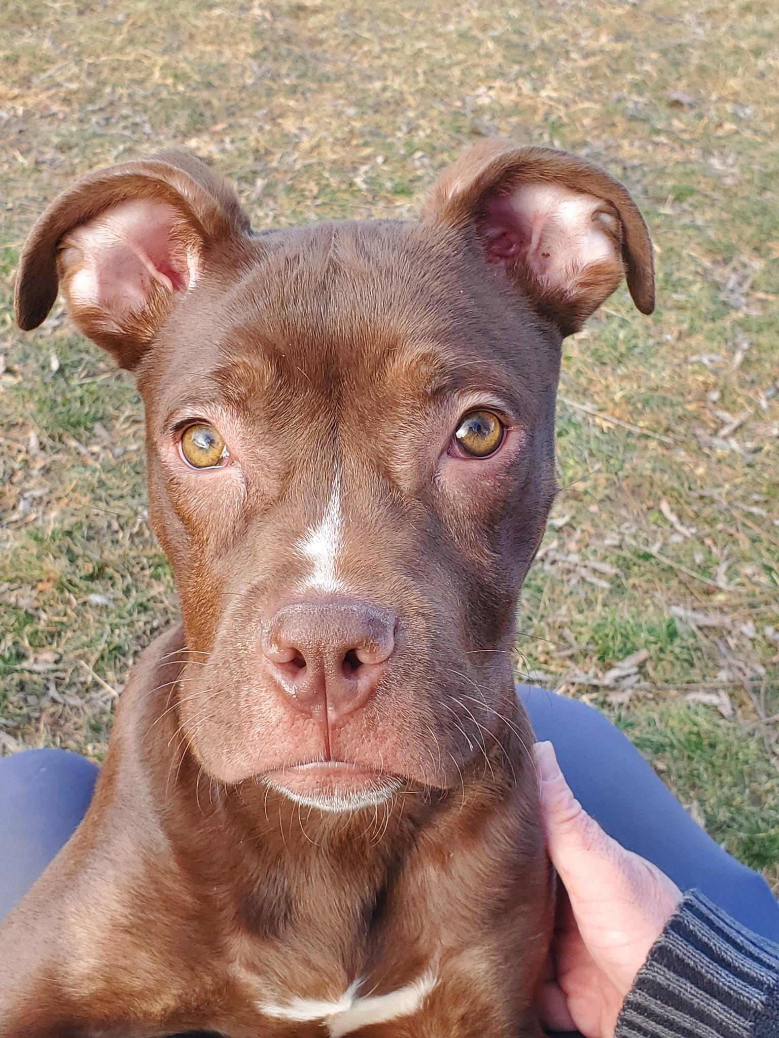 Enlarge Cajun, a Adoptable mixed breed in Dayton, OH image 2/6