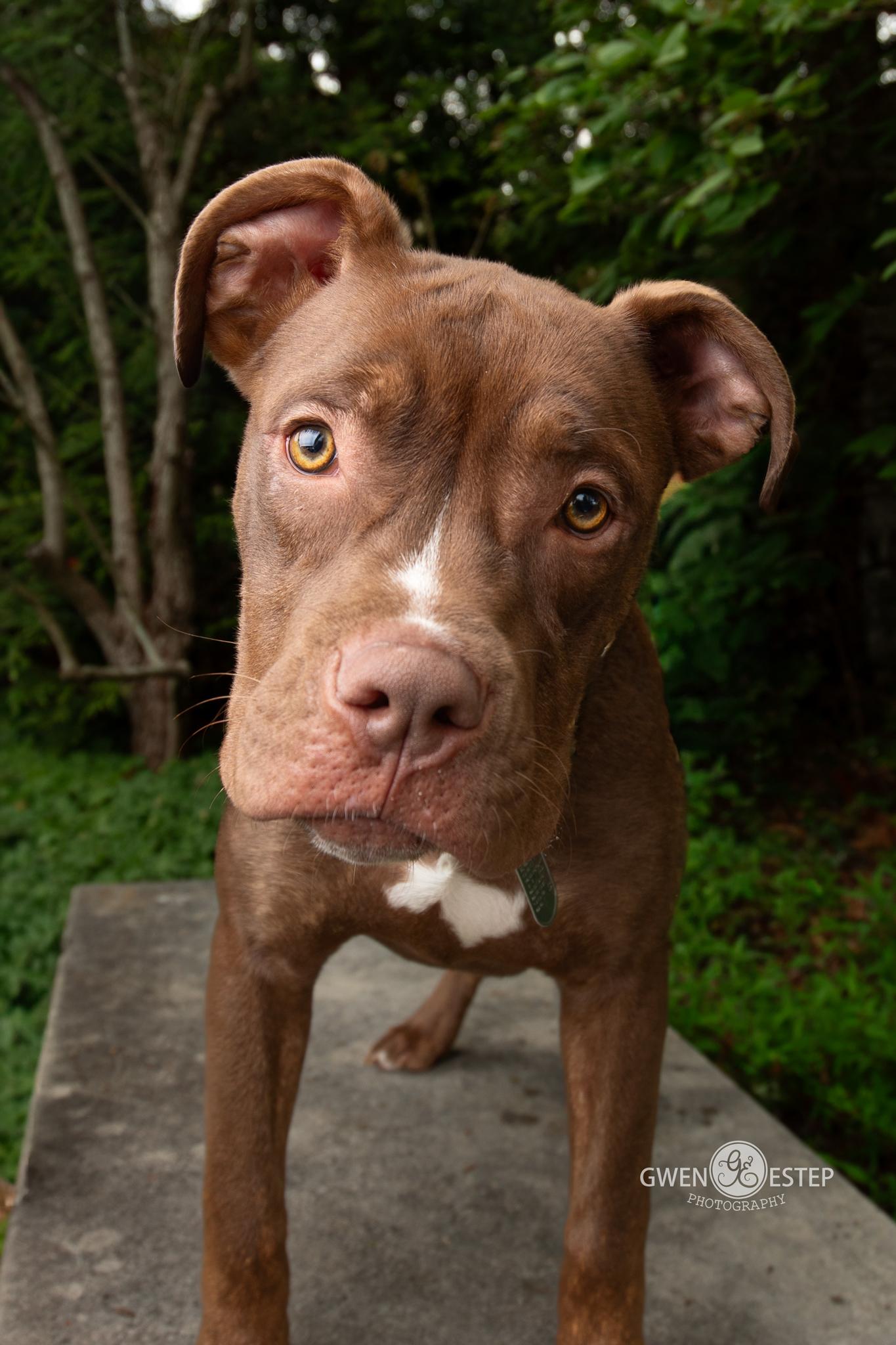 Cajun, a Adoptable mixed breed in Dayton, OH image 1/6