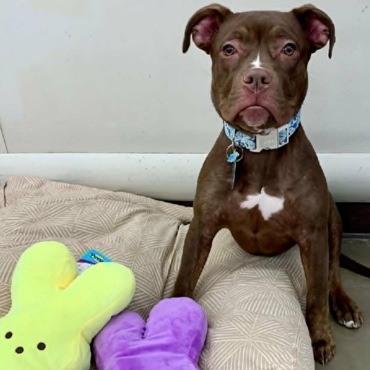 Cajun, Adoptable, Young Male Pit Bull Terrier.