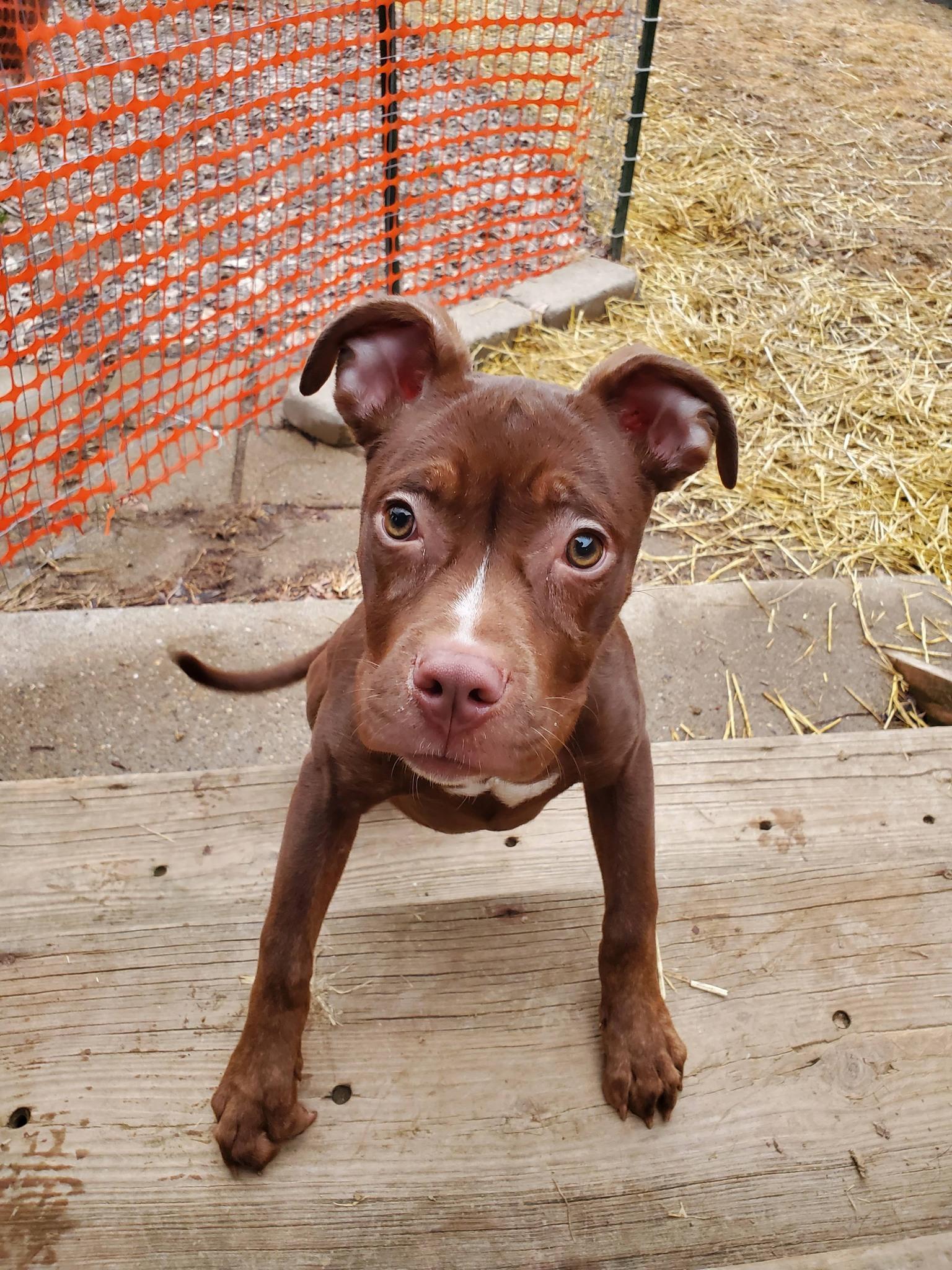Enlarge Cajun, a Adoptable mixed breed in Dayton, OH image 5/6