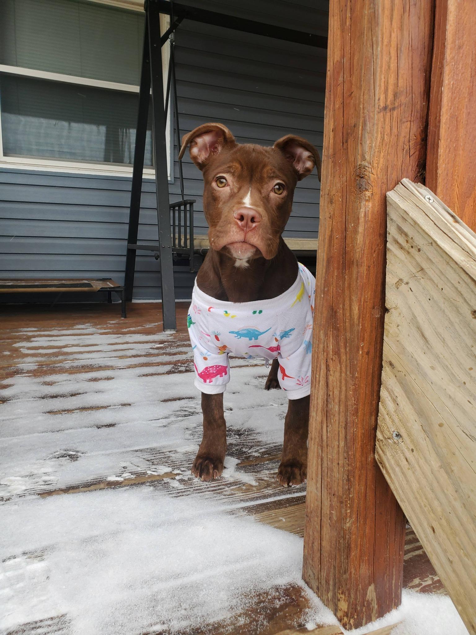 Enlarge Cajun, a Adoptable mixed breed in Dayton, OH image 4/6