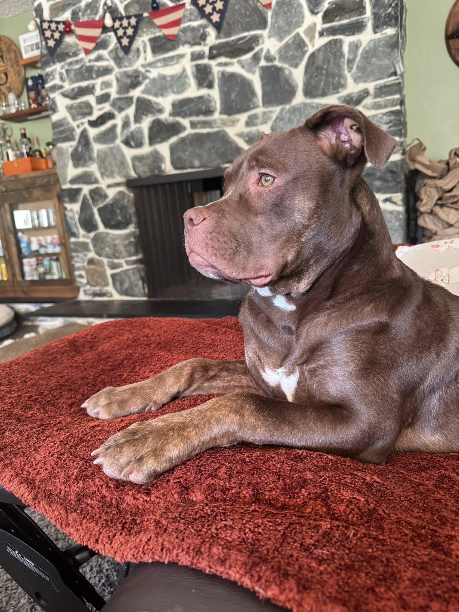 Cajun, a Adoptable mixed breed in Dayton, OH image 6/6