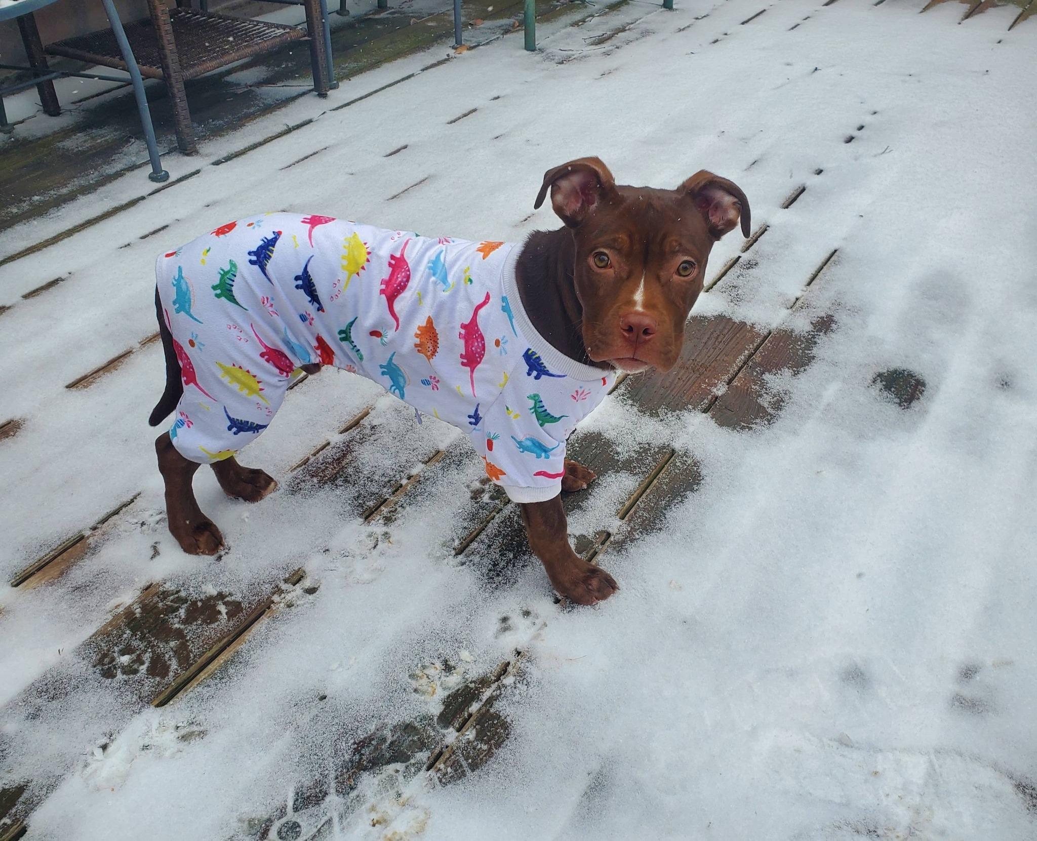 Enlarge Cajun, a Adoptable mixed breed in Dayton, OH image 6/6