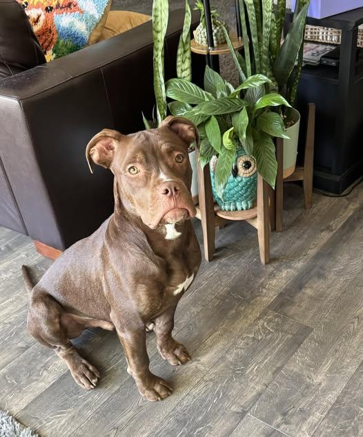 Cajun, a Adoptable mixed breed in Dayton, OH image 4/6
